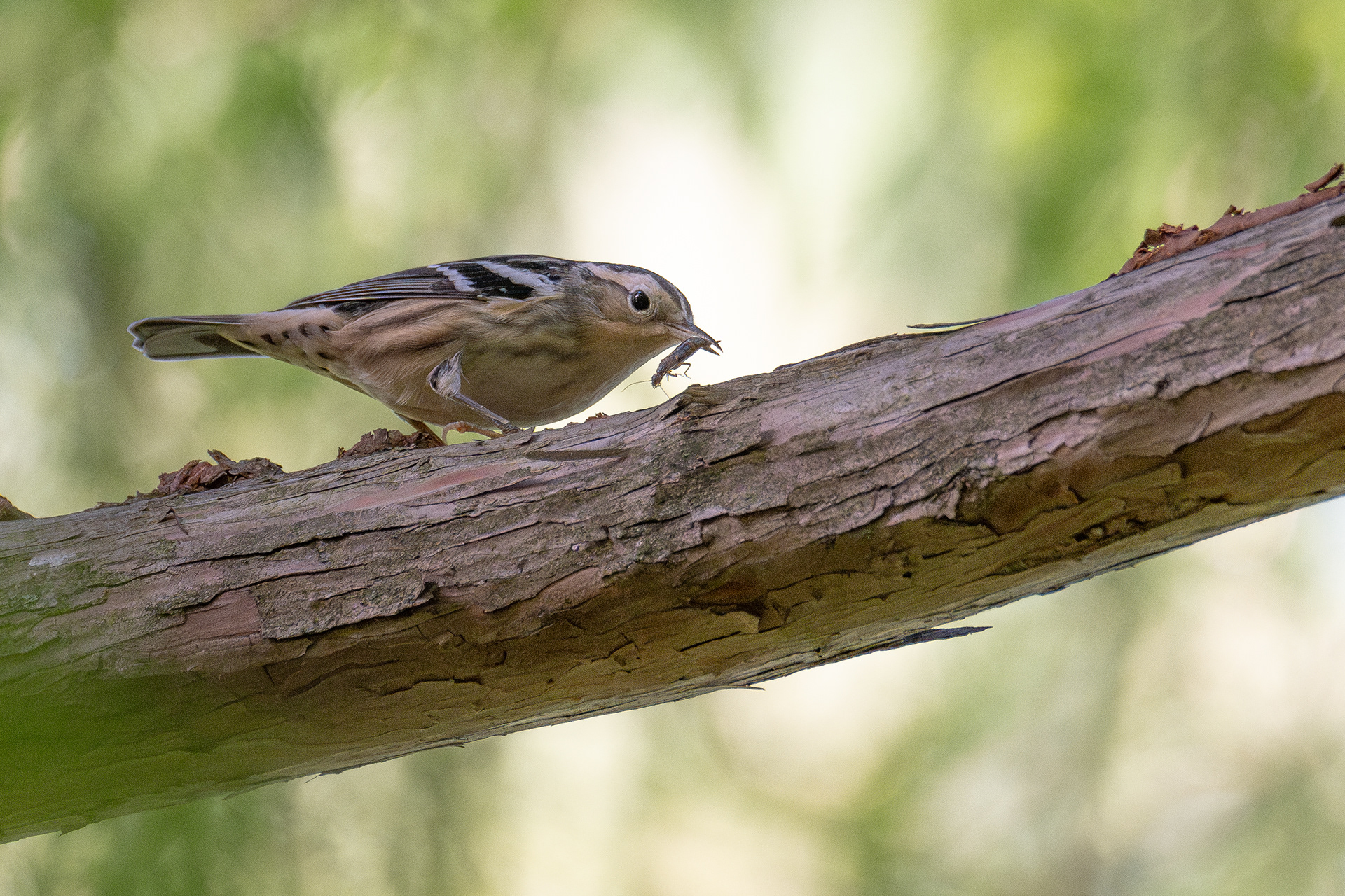 Black and white warbler