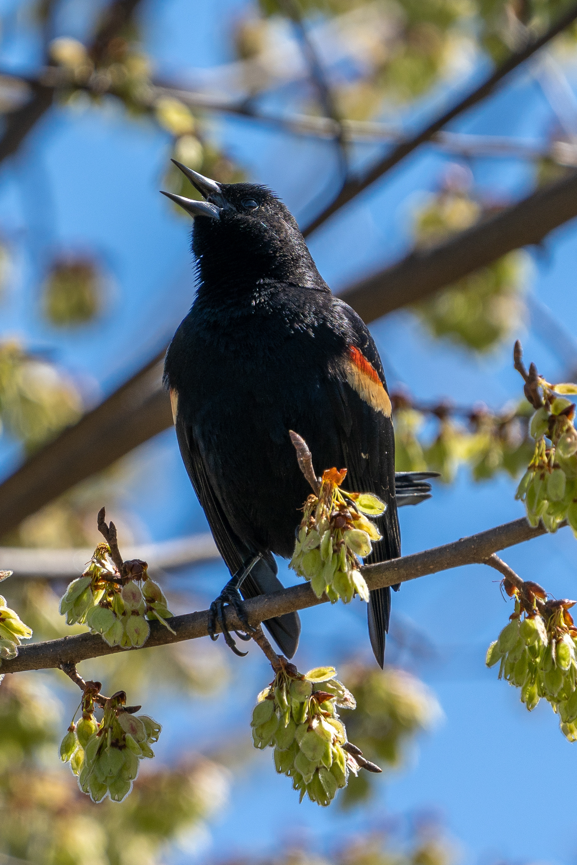 Red-winged blackbird