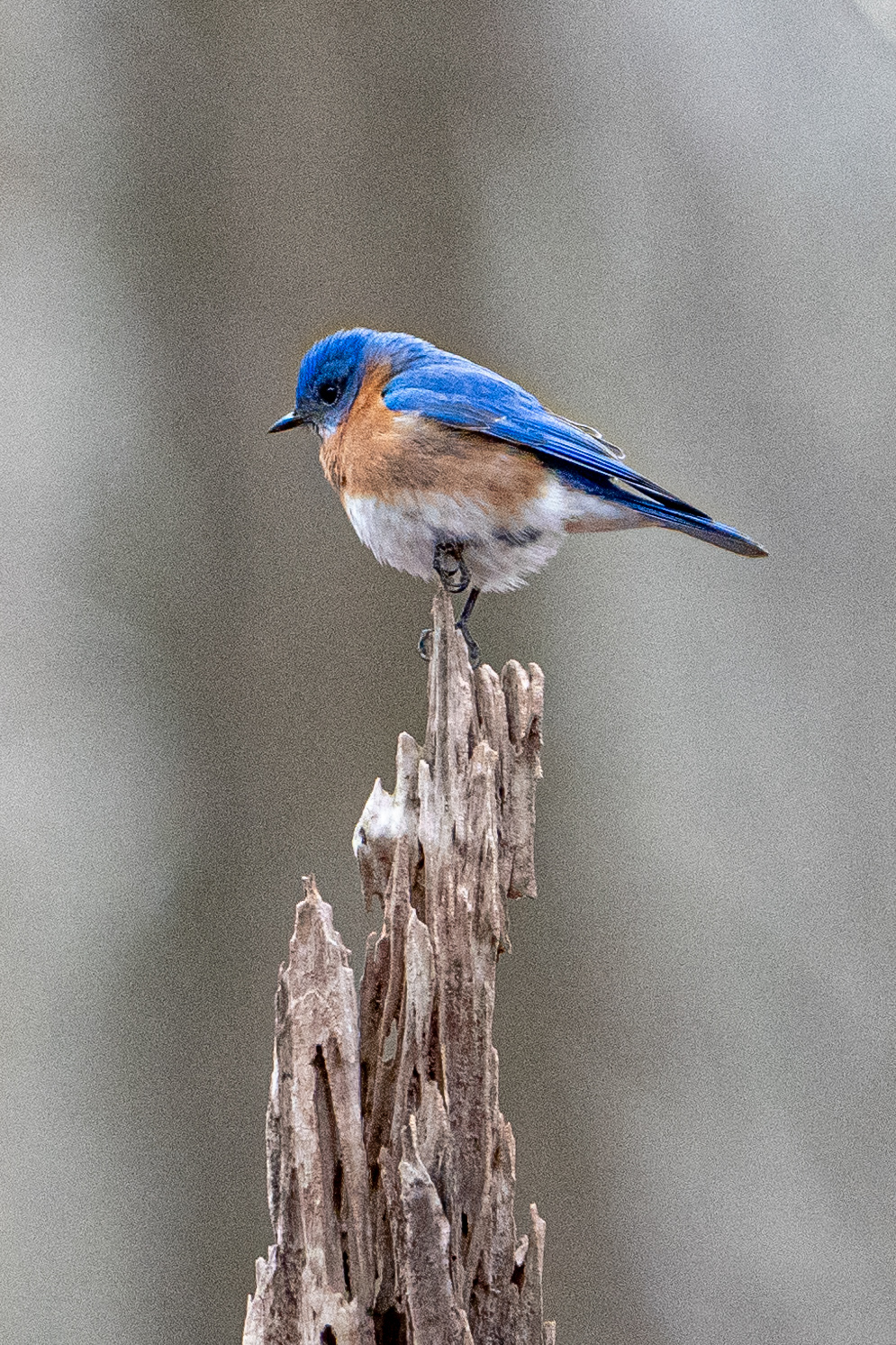 Eastern Bluebird