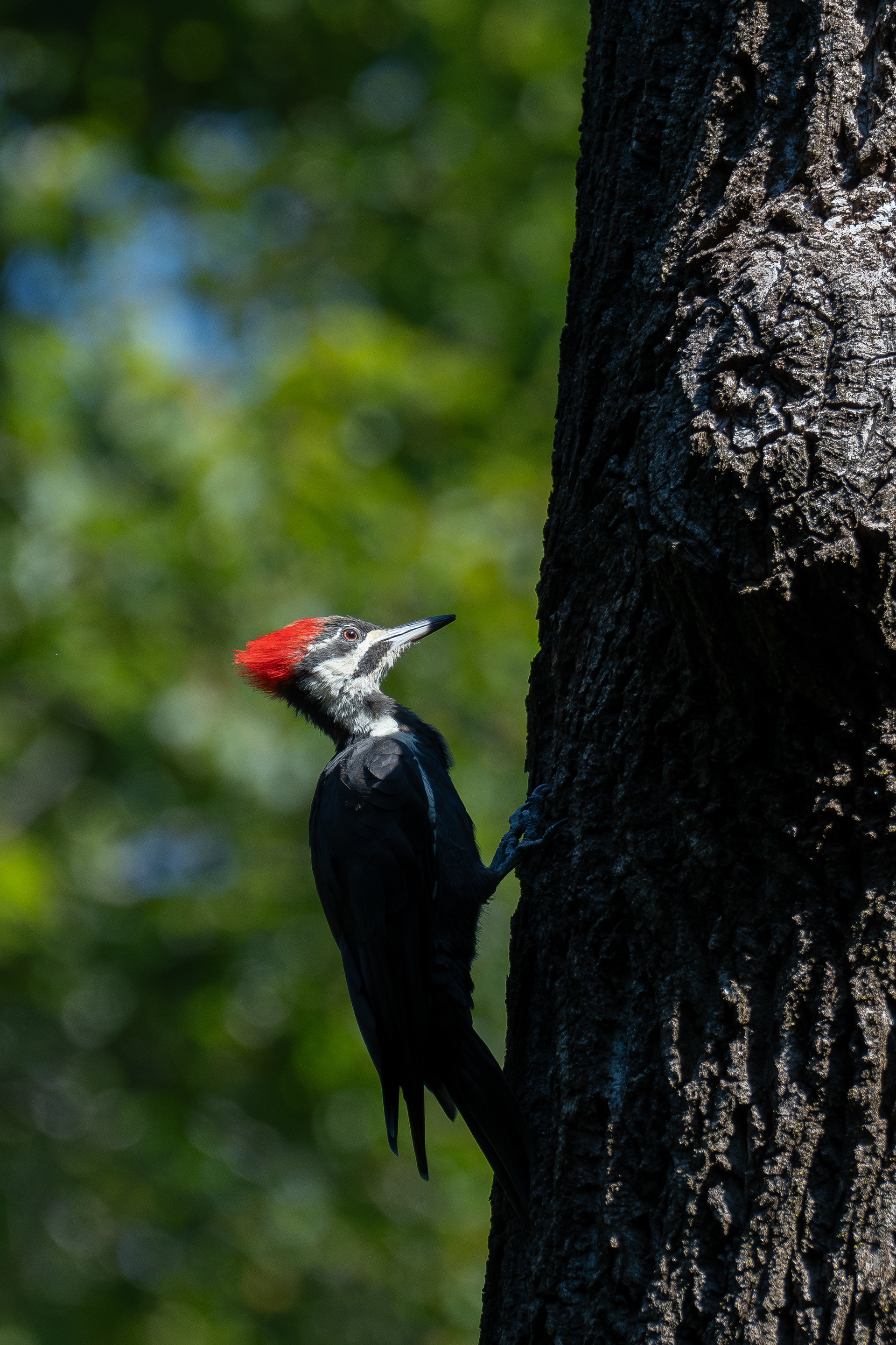 Pileated woodpecker