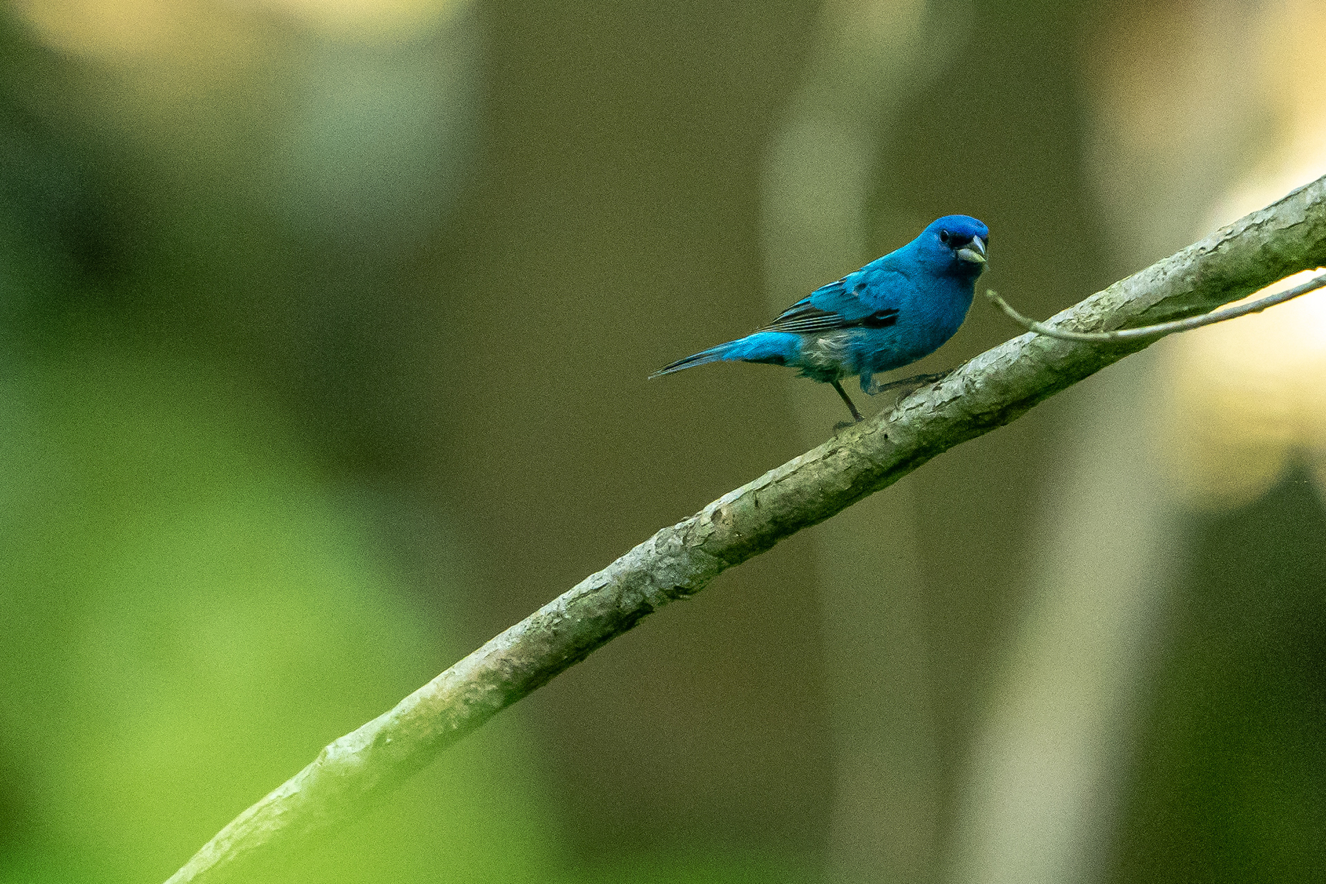 Indigo Bunting