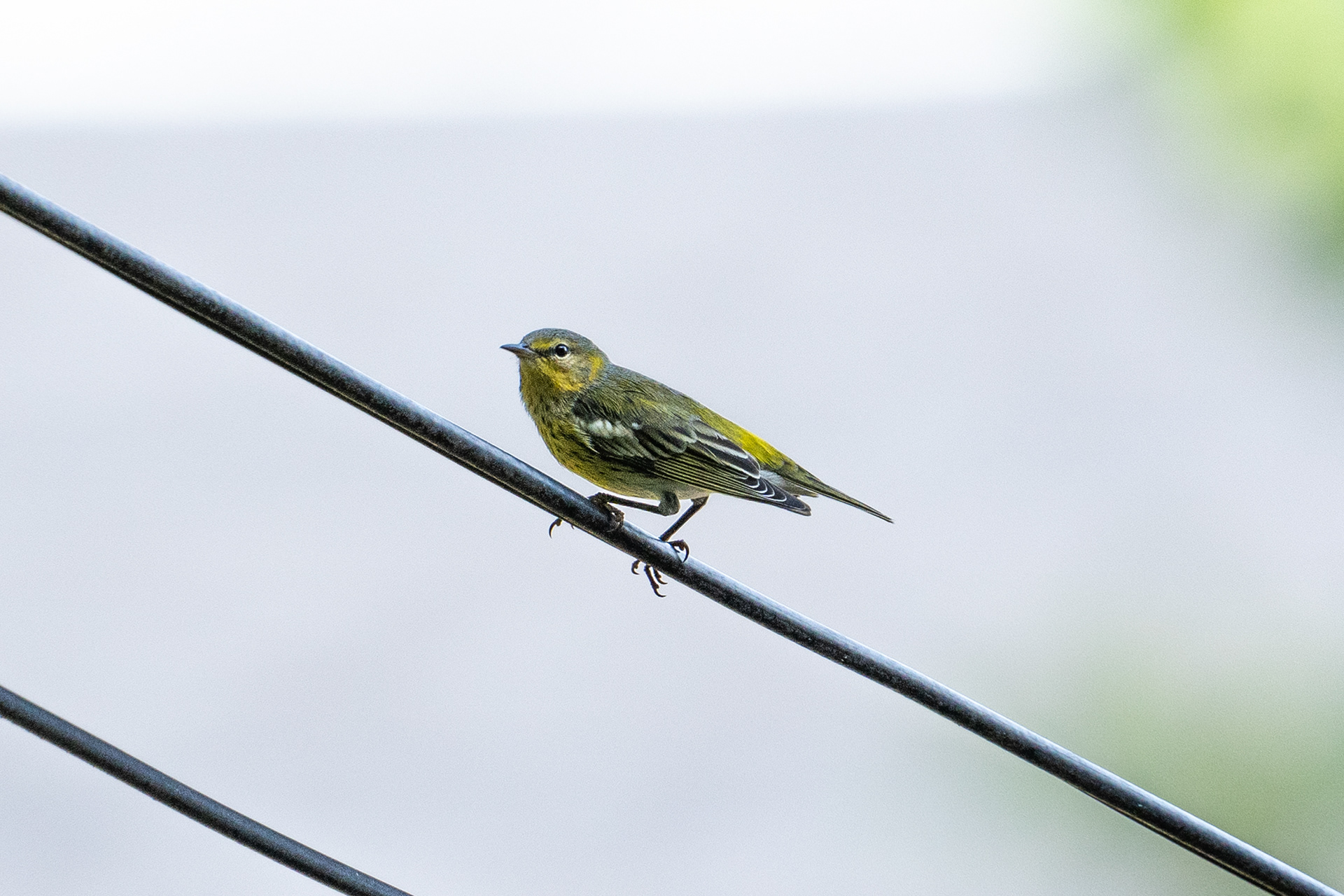 Cape May Warbler
