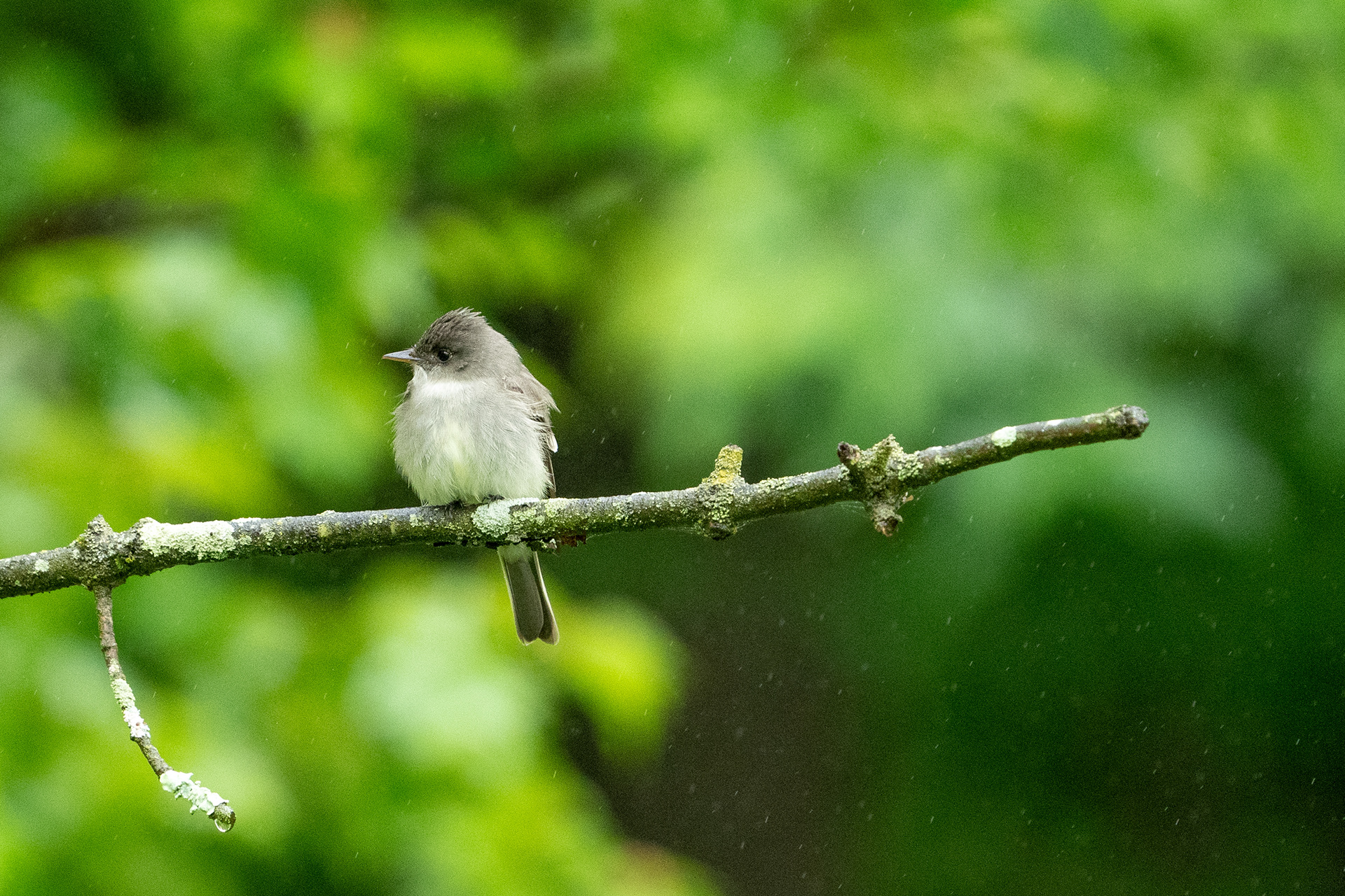 Eastern wood pewee
