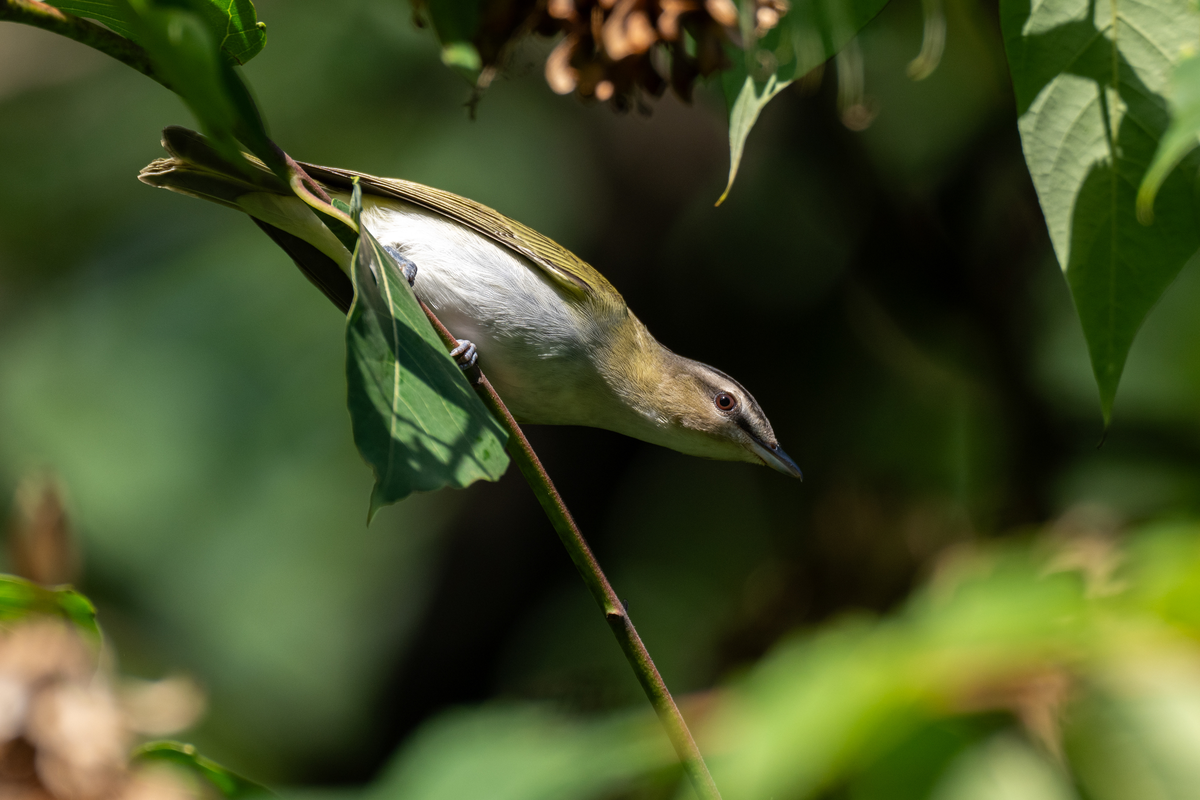 Red eyed vireo