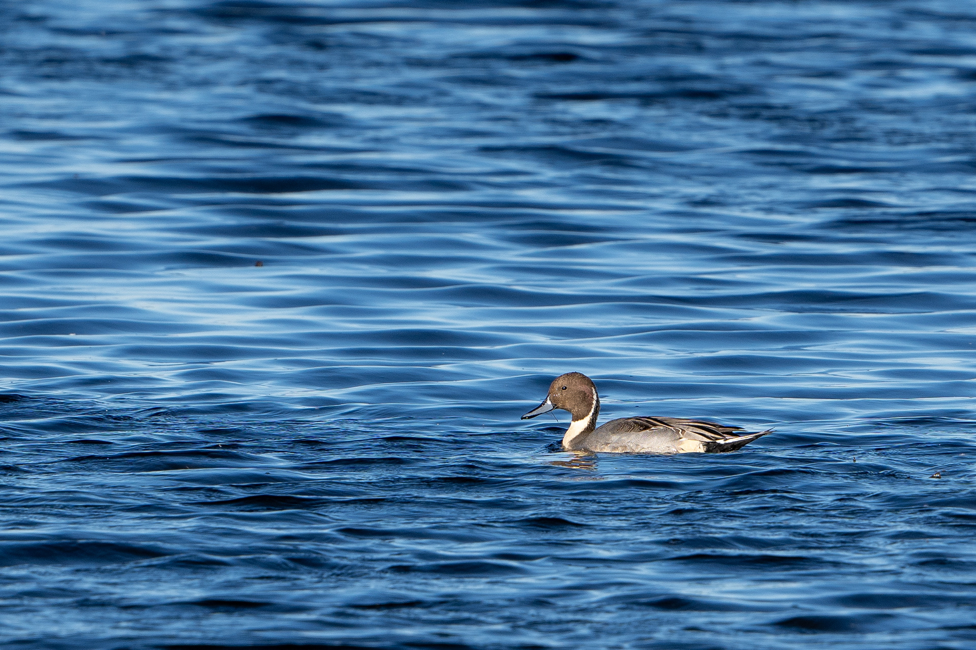 Northern Pintail