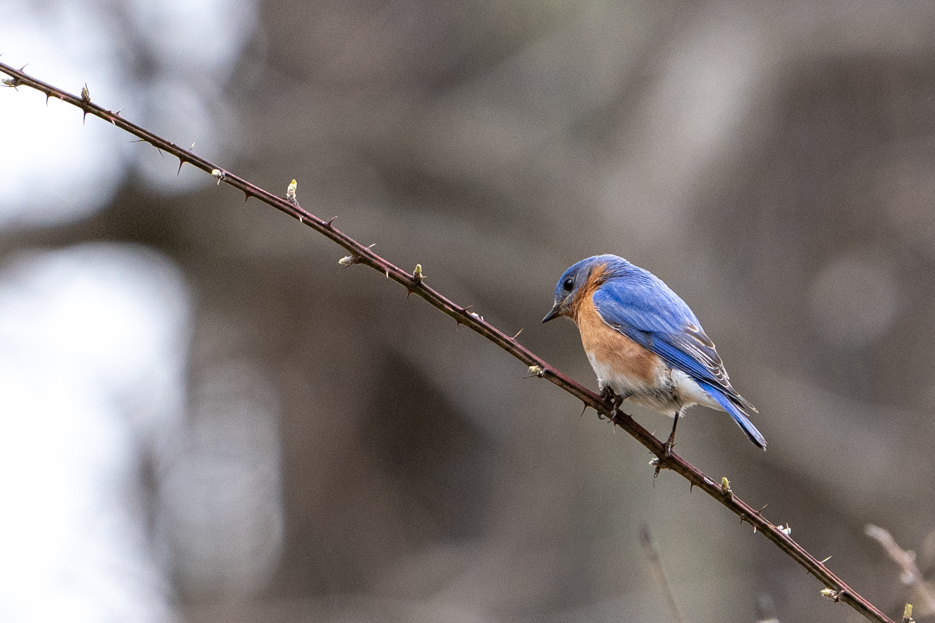 Eastern Bluebird