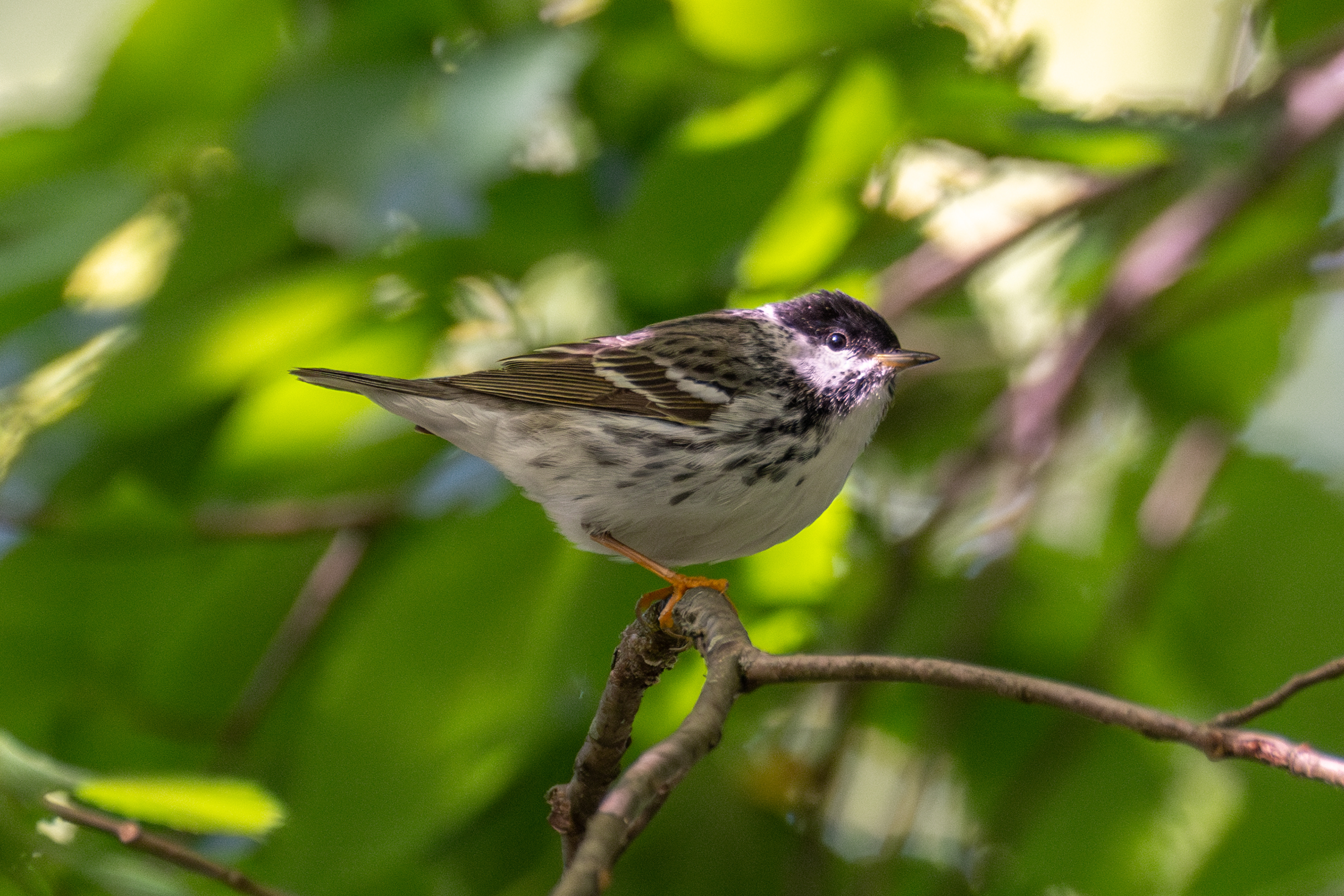 Blackpoll warbler