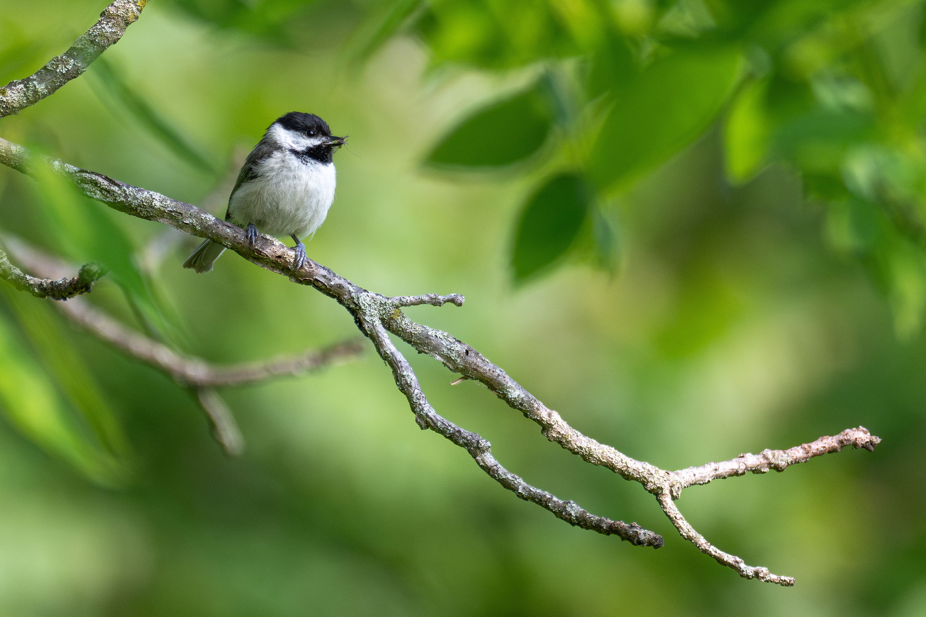 Chickadee
