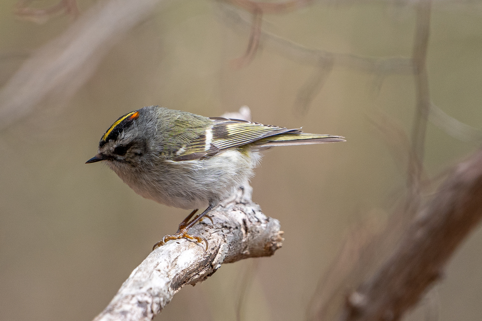 Golden-crowned Kinglet