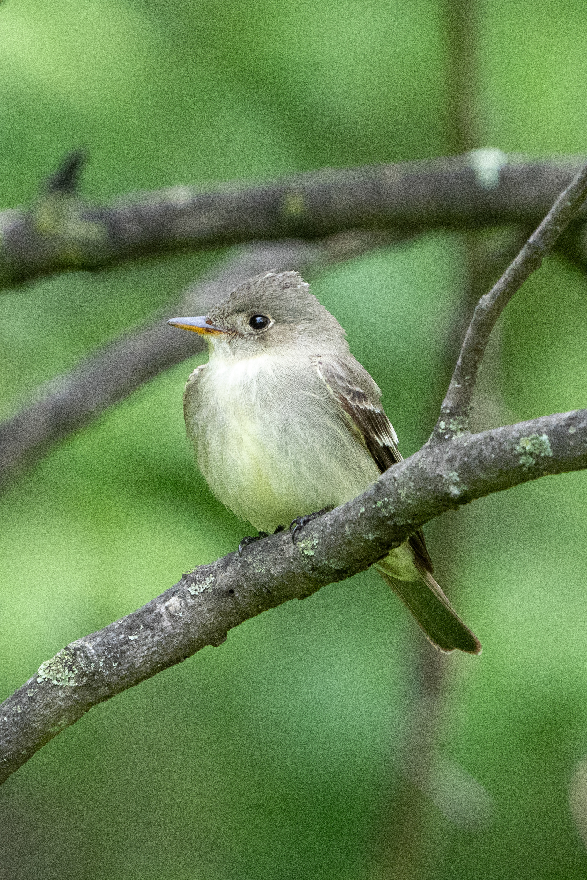Eastern wood pewee
