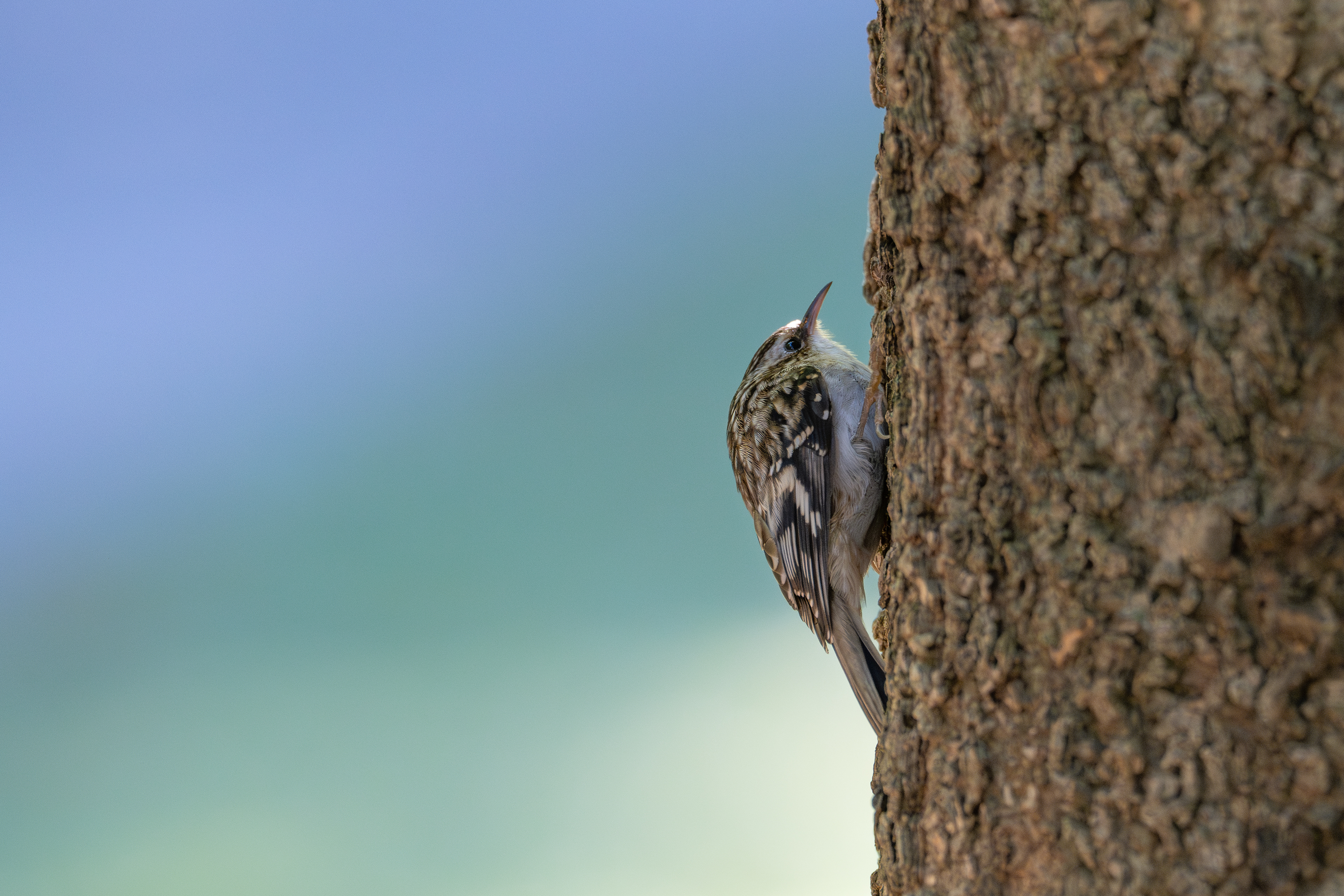 Brown creeper