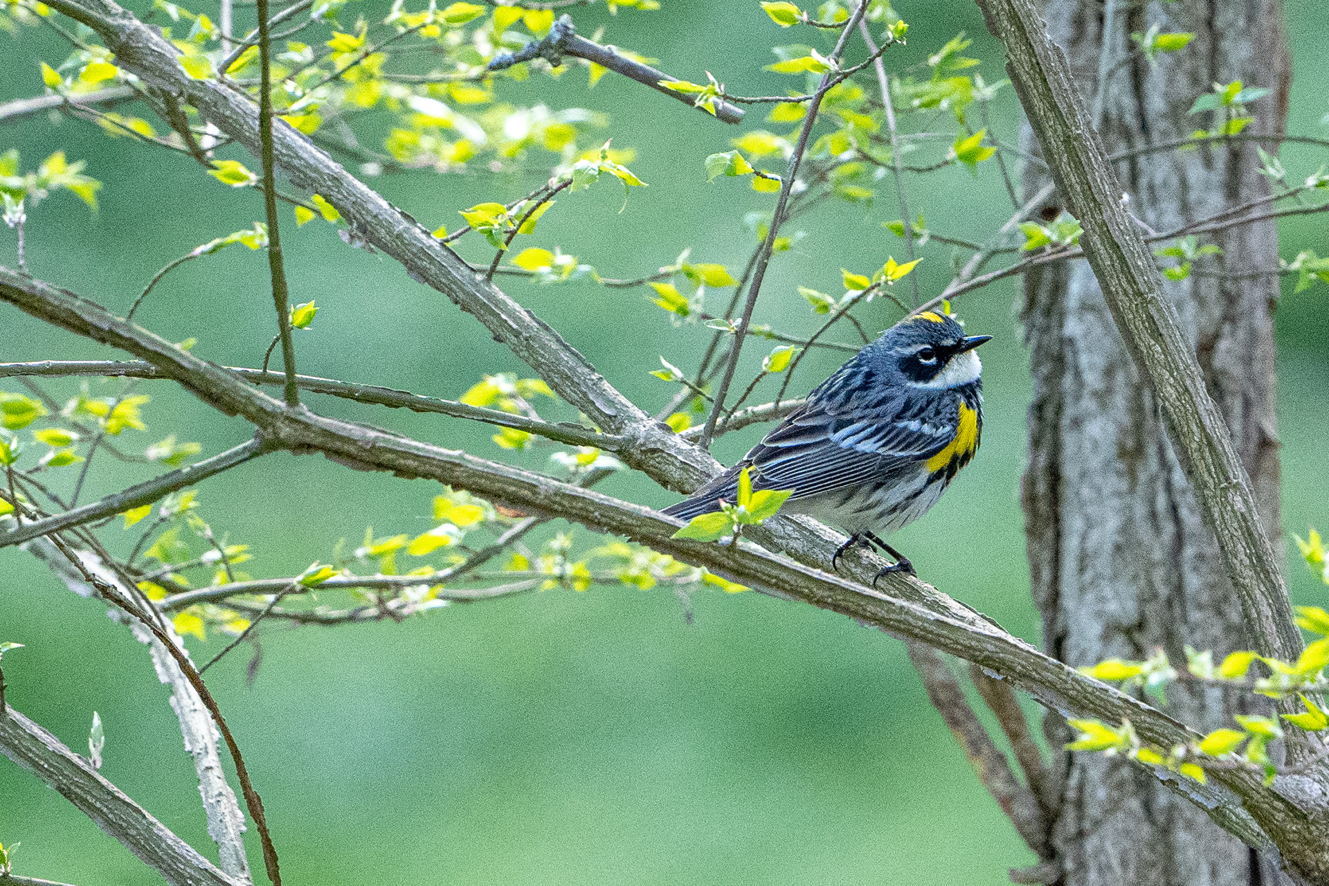 Yellow-rumped warbler
