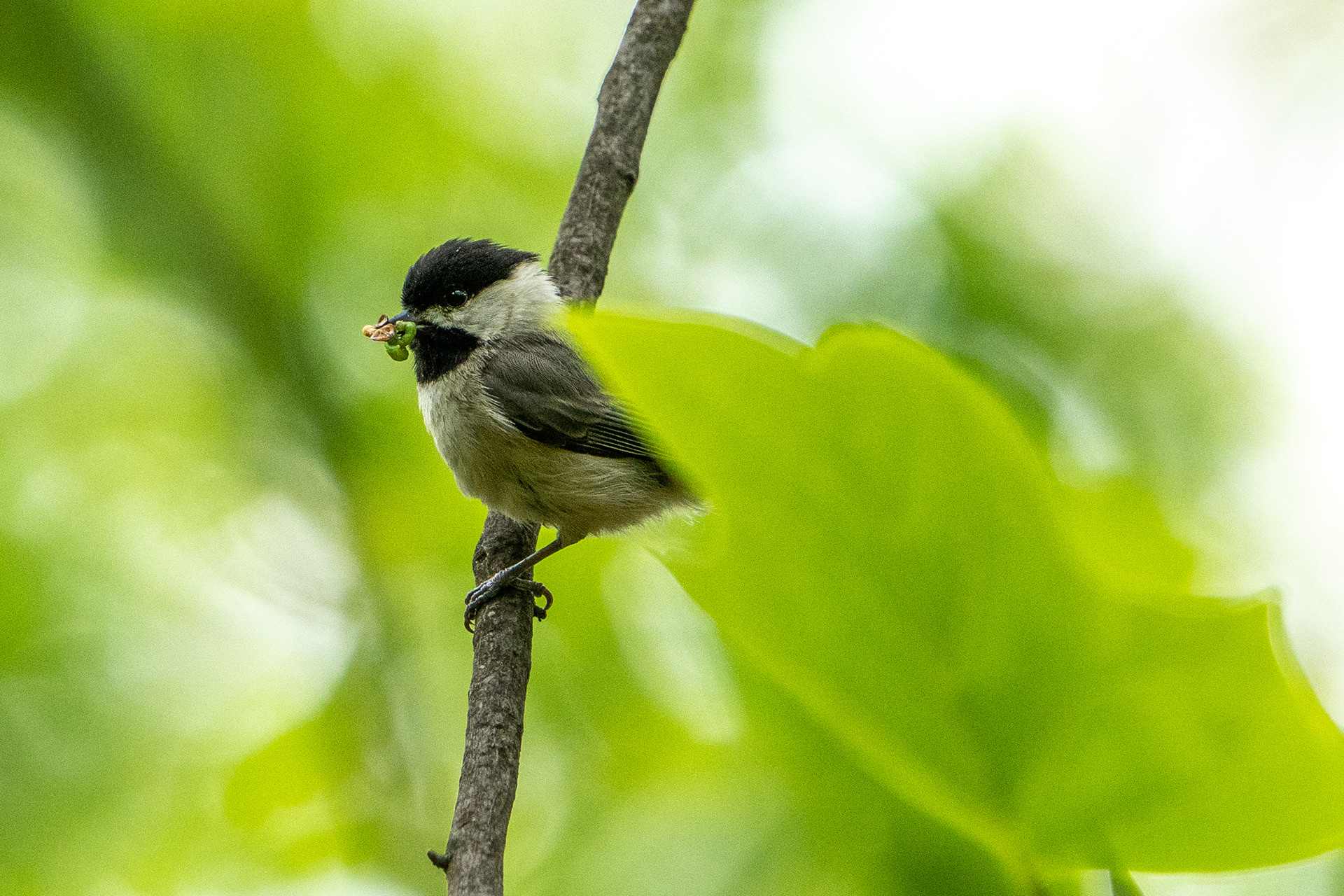 Black-capped Chickadee