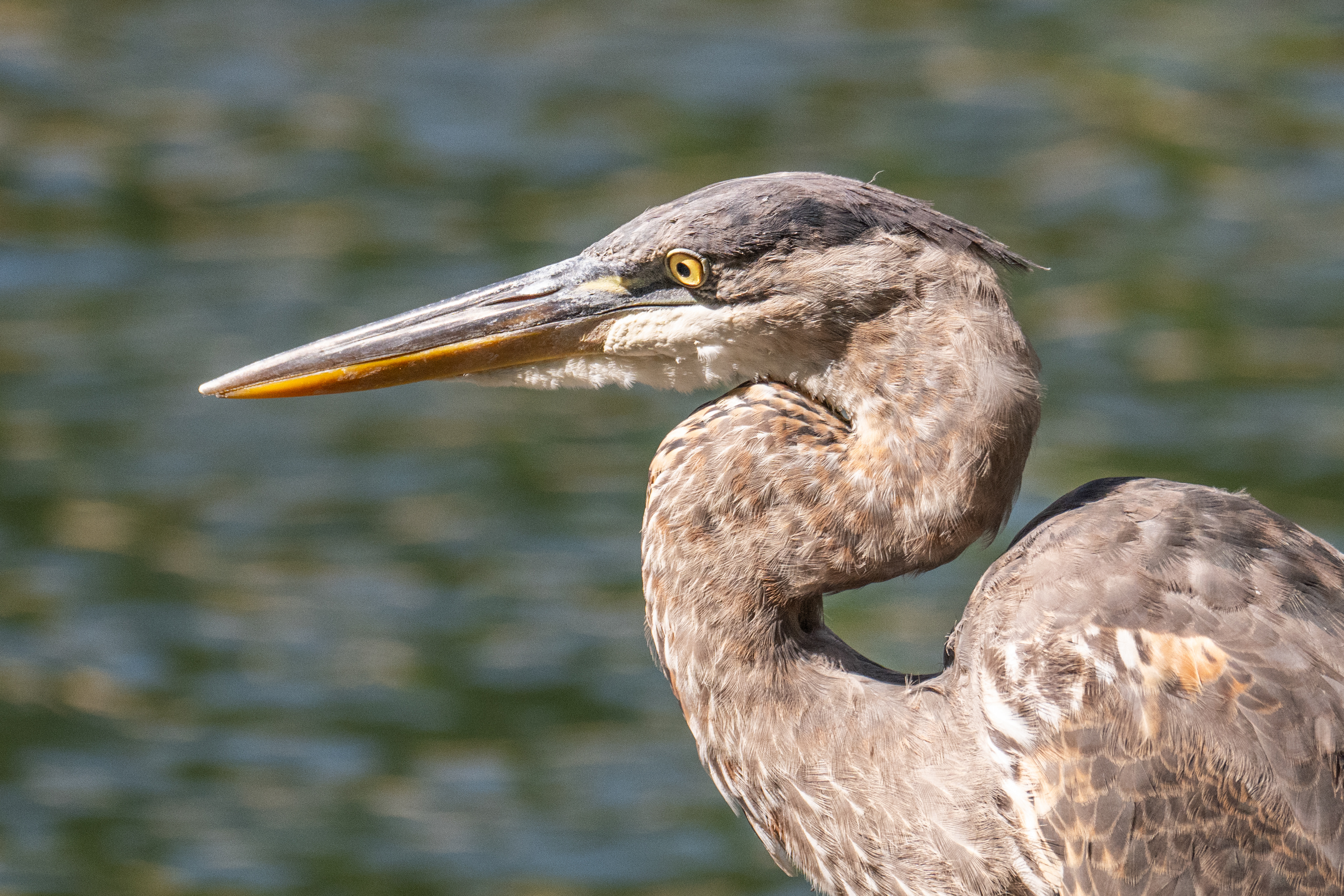 Great blue heron