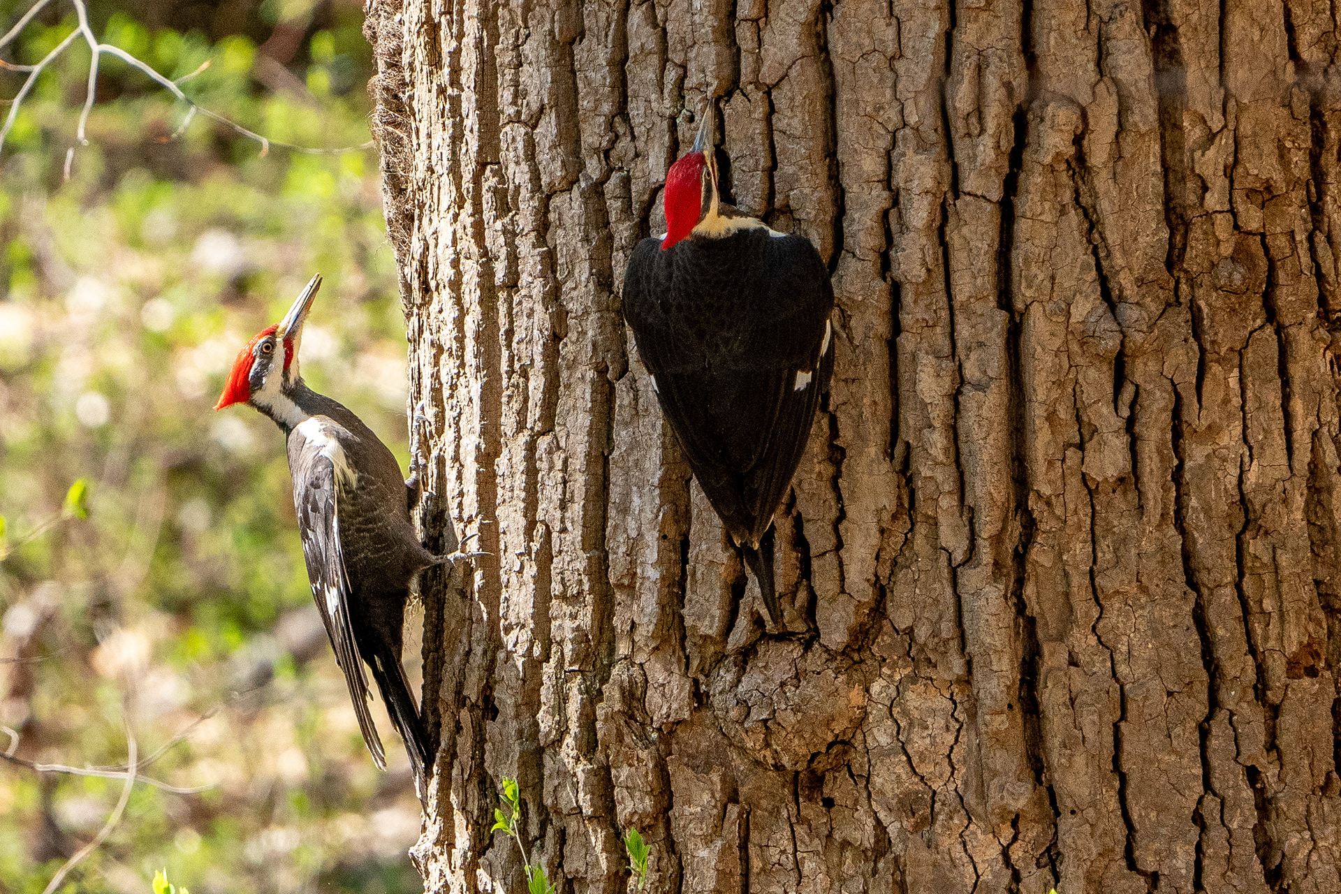 Pileated Woodpeckers