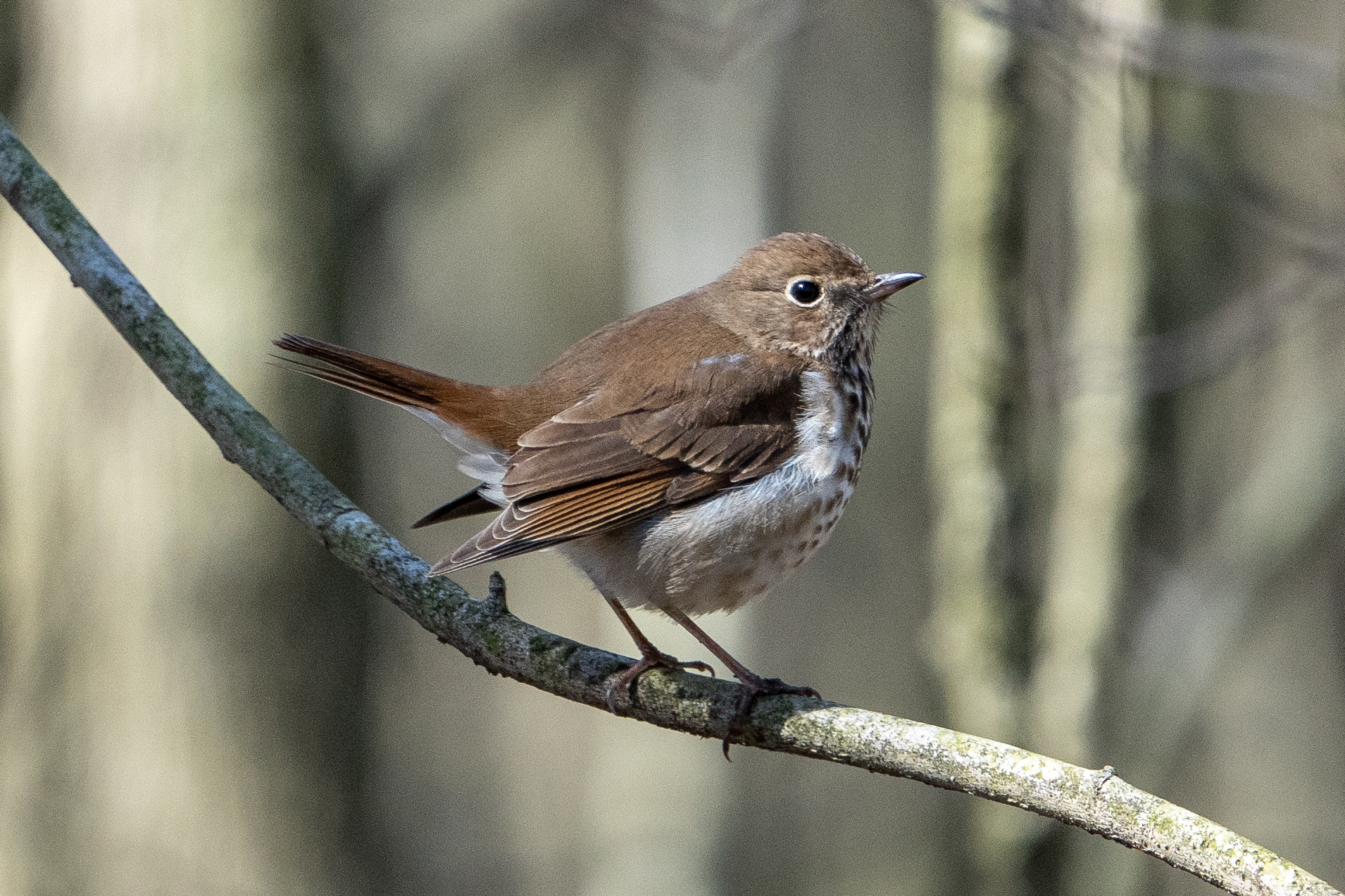 Hermit Thrush