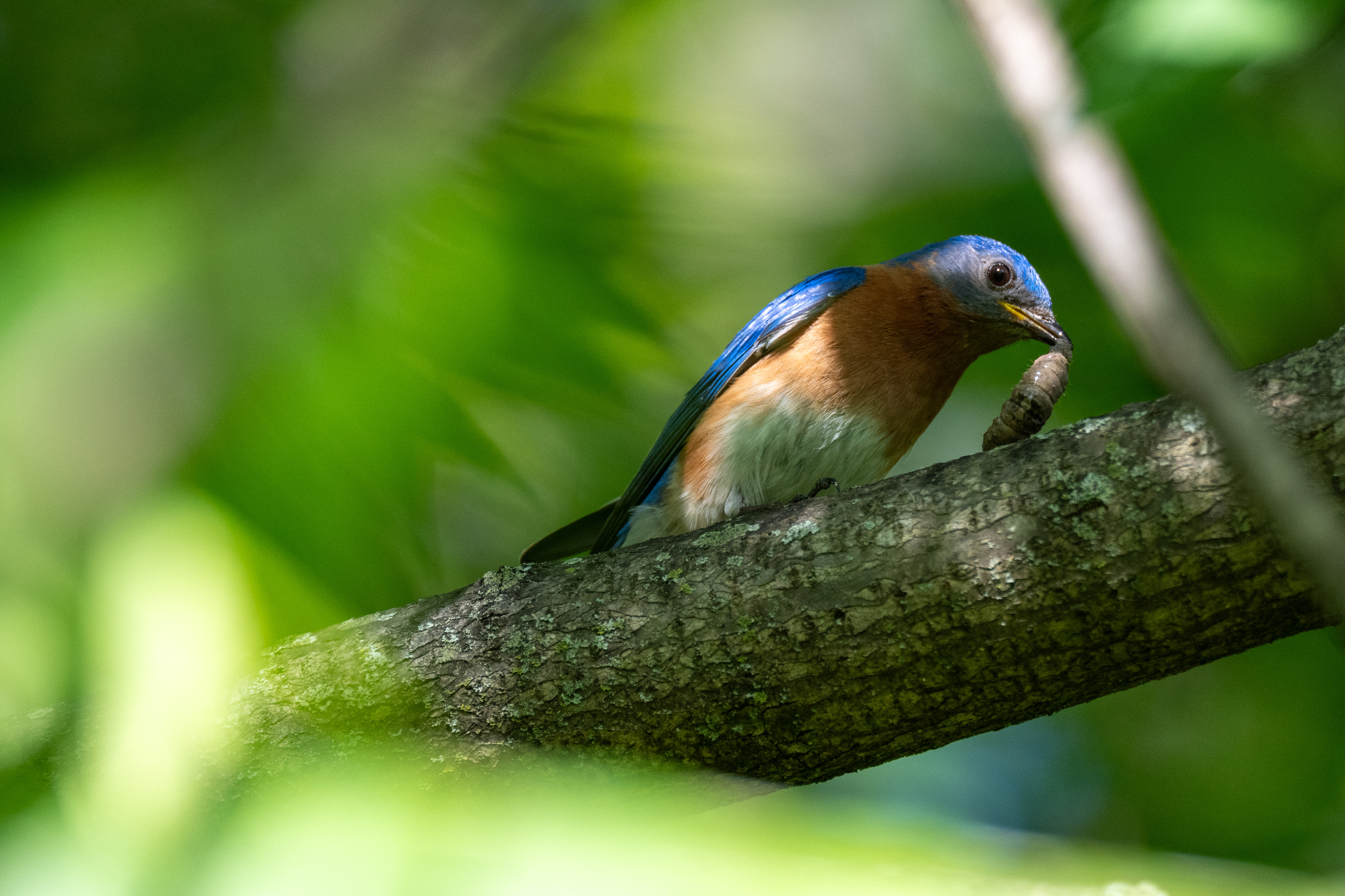 Bluebird