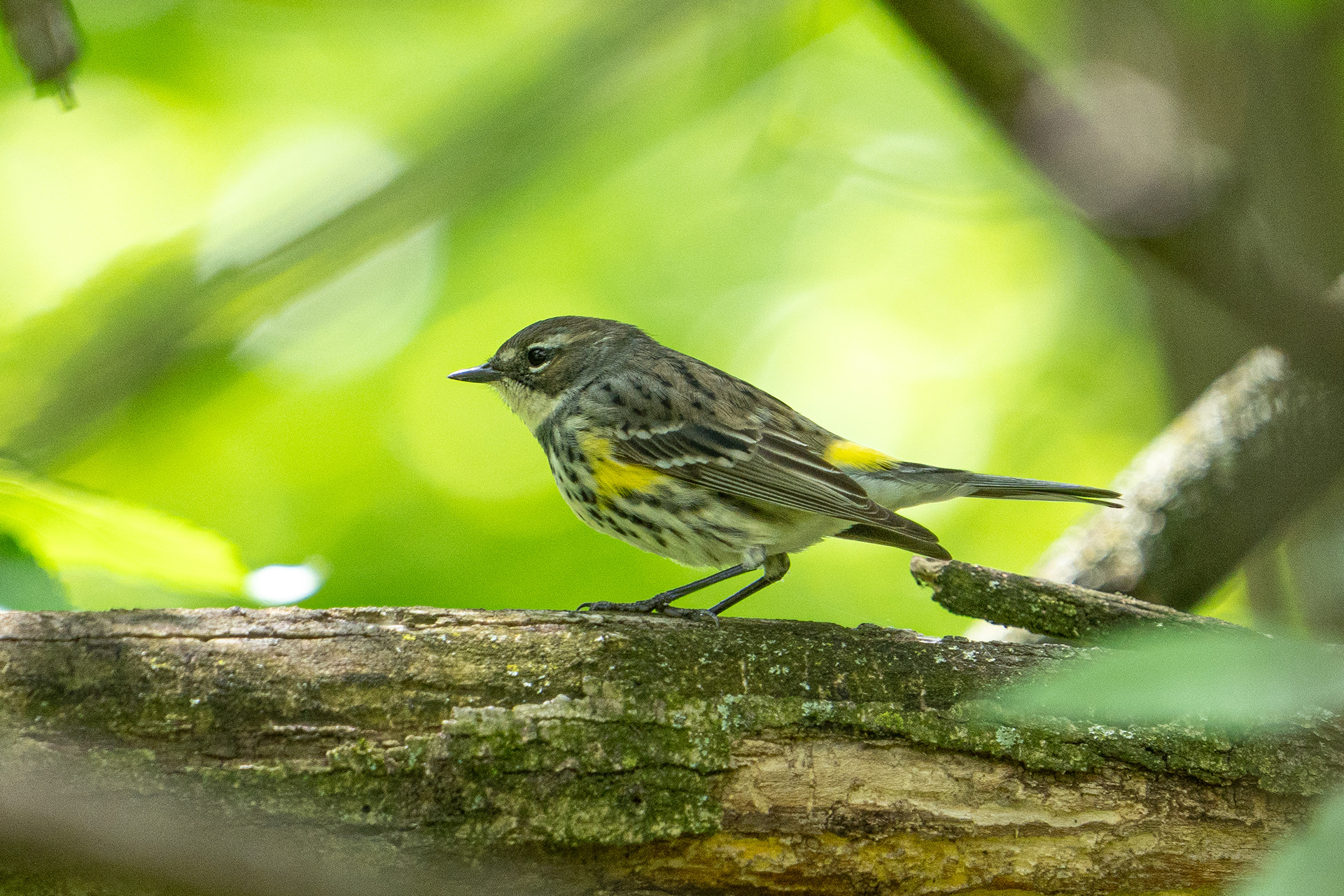 Yellow rumped warbler