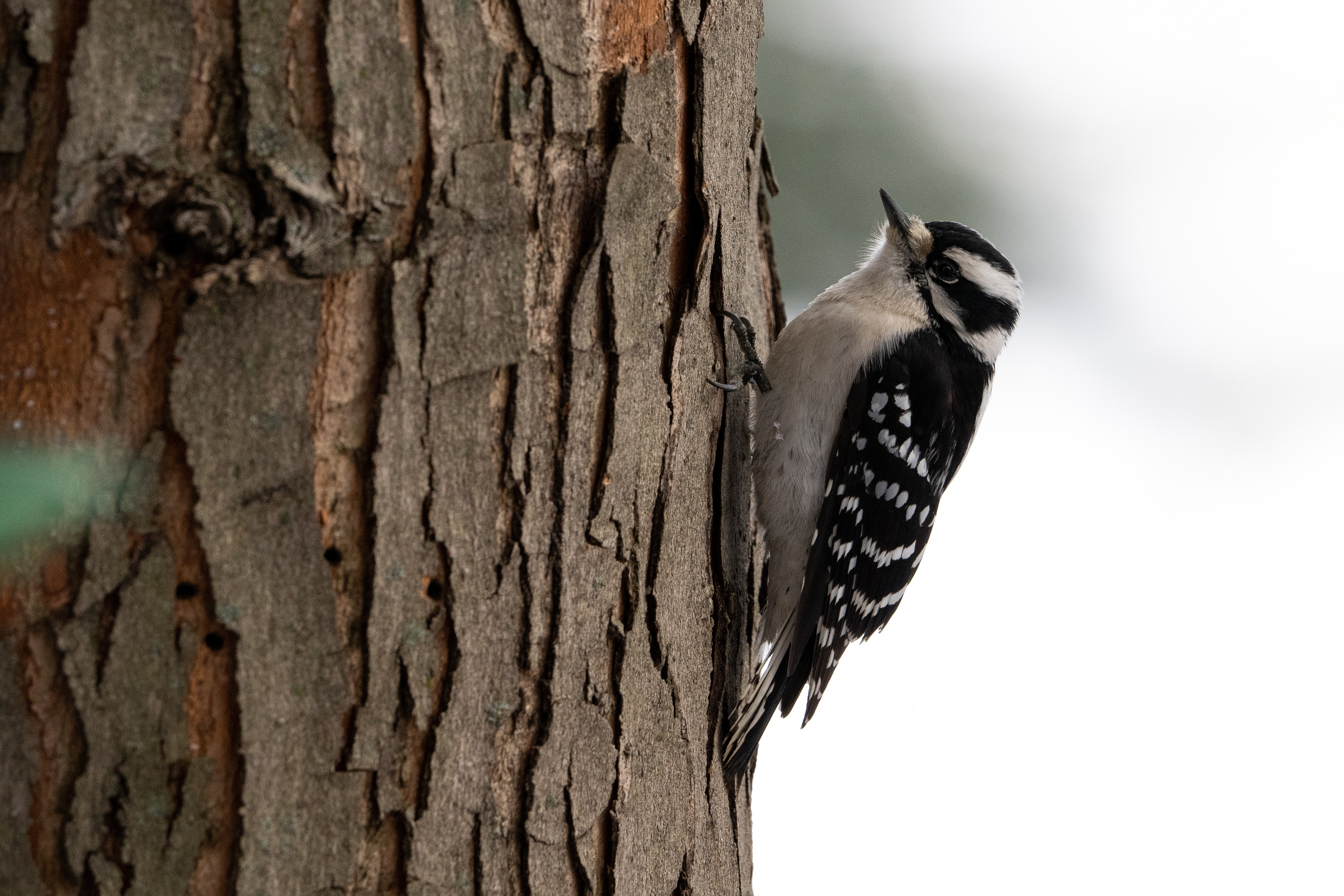 Downy Woodpecker