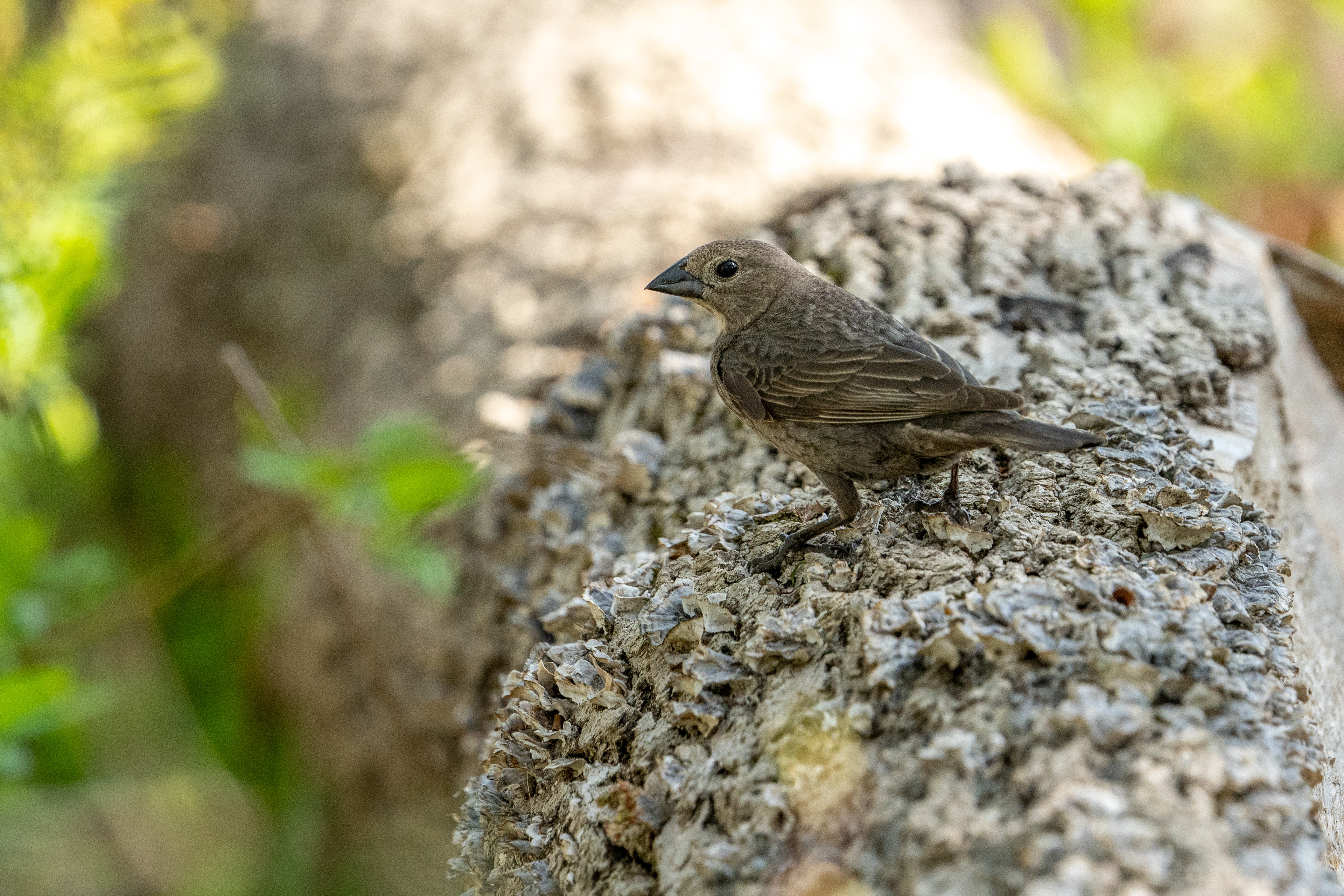 Cowbird