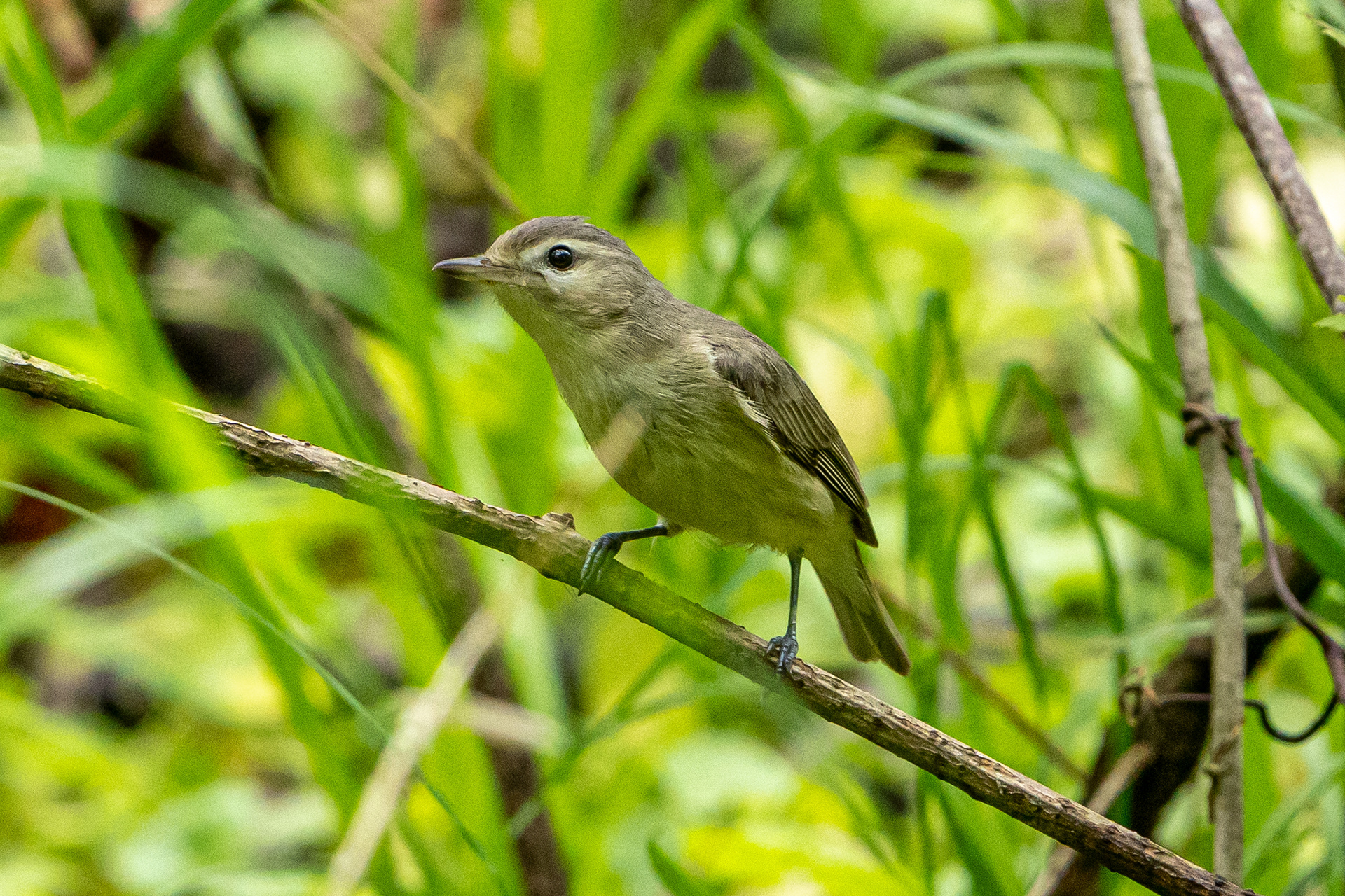 Warbling Vireo