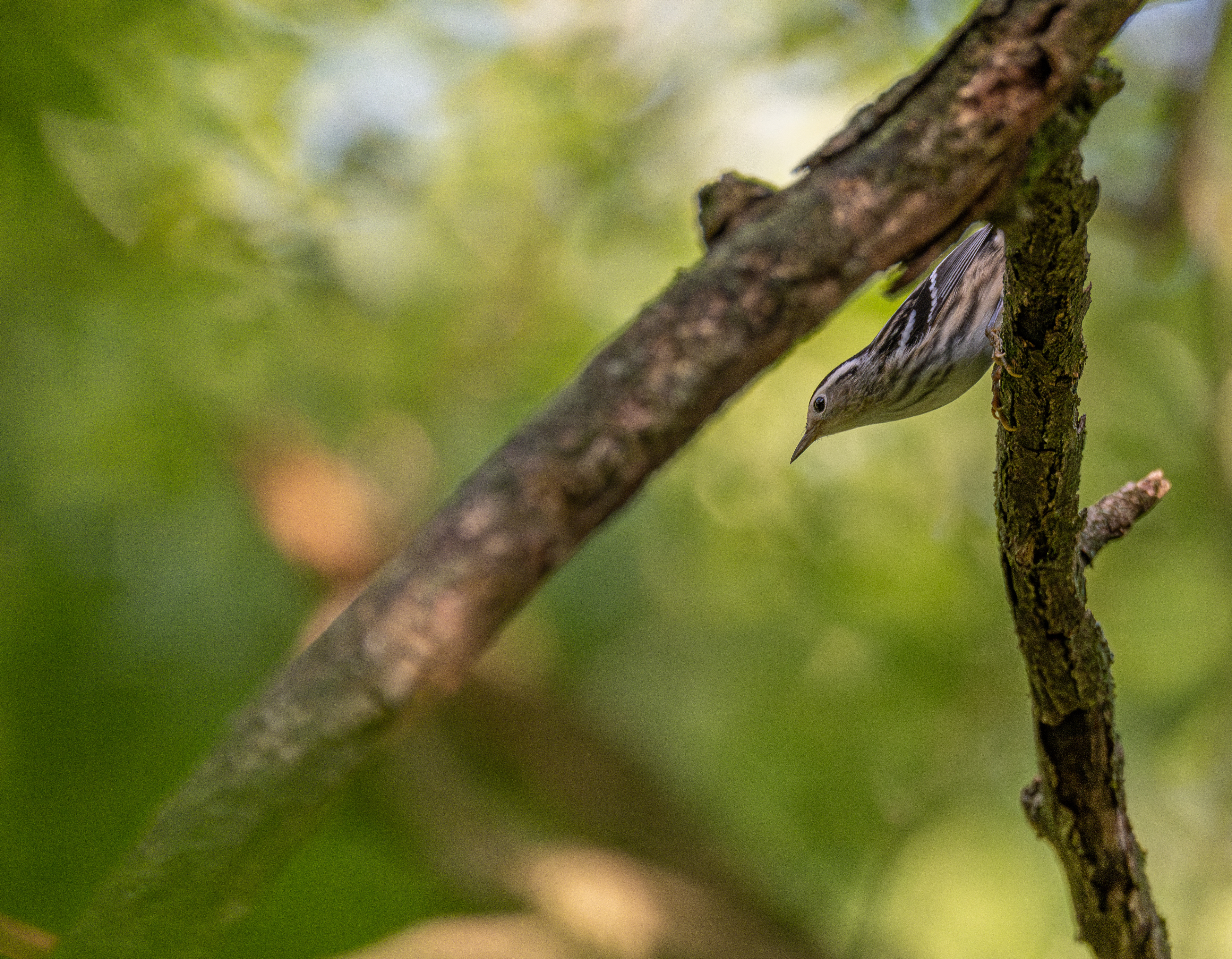 Black and white warbler