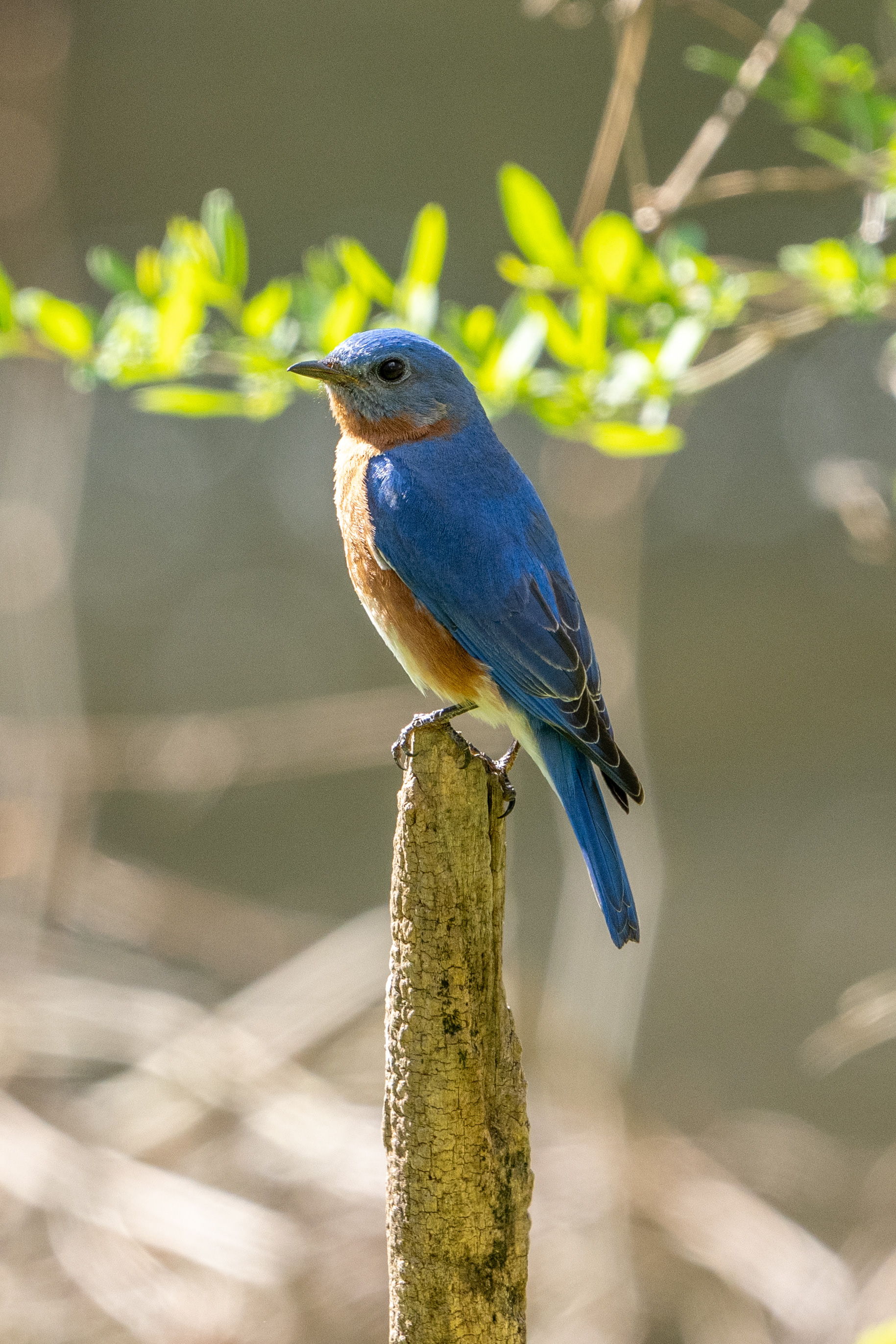 Eastern Bluebird