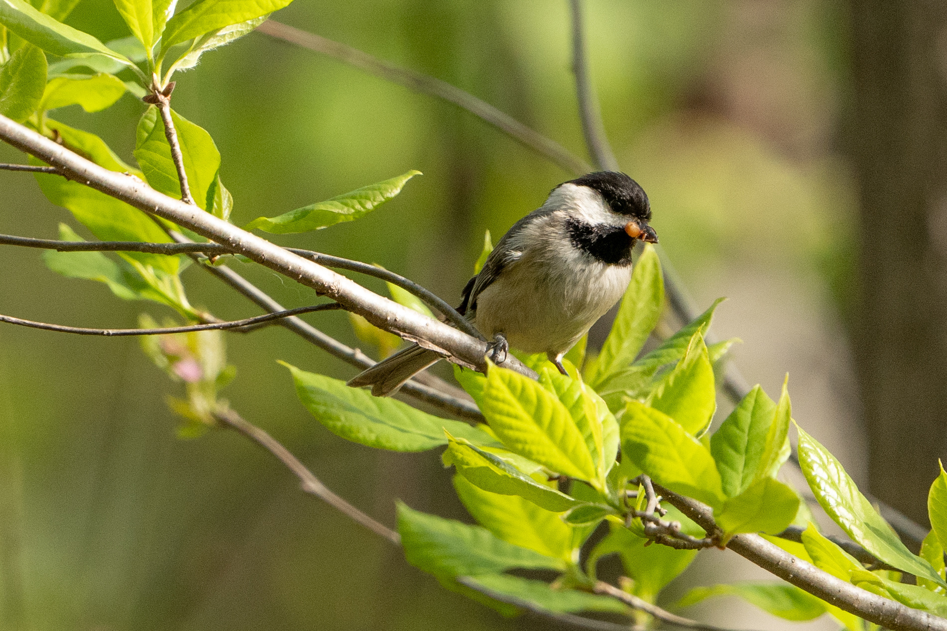 Black-capped Chickadee