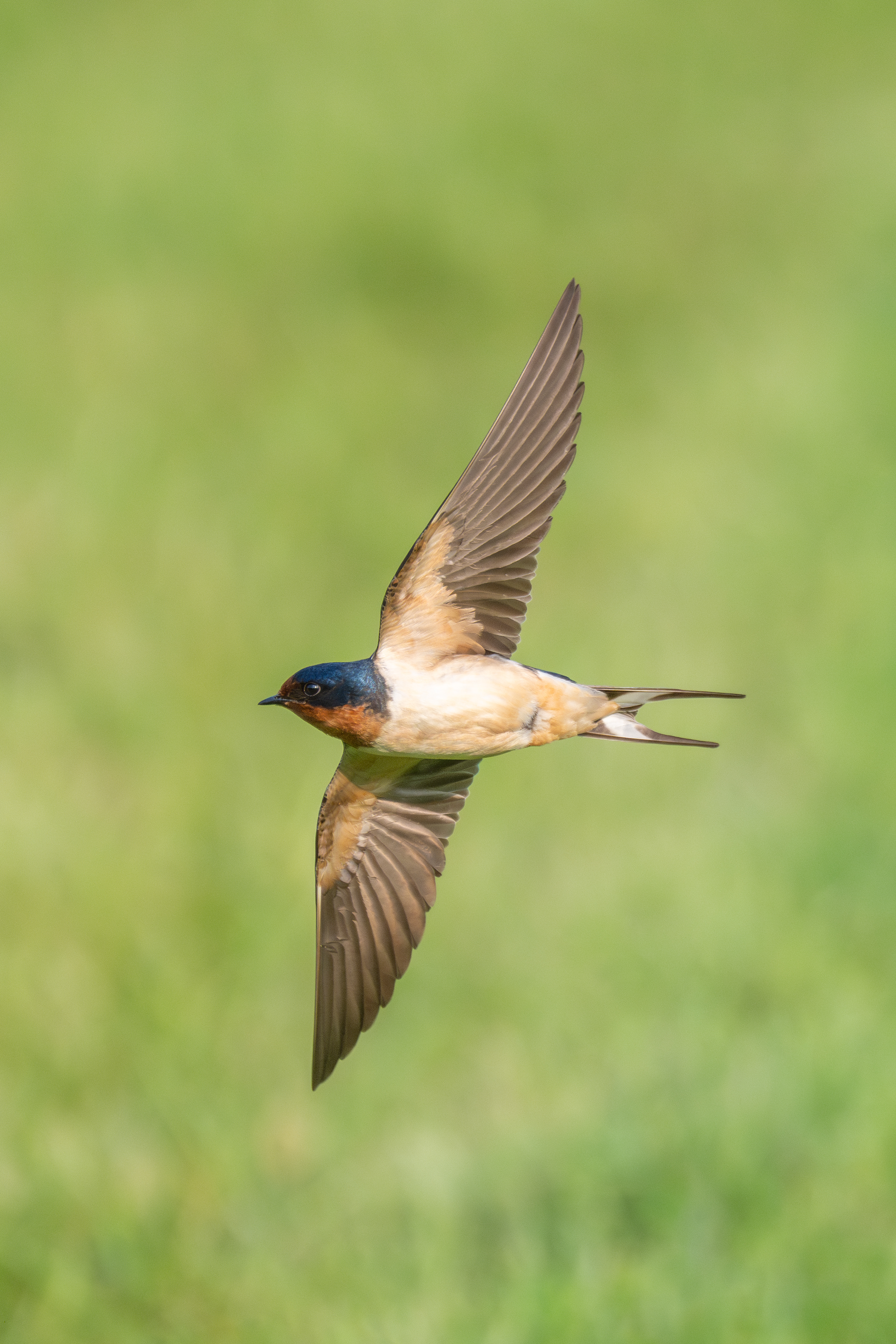 Barn swallow