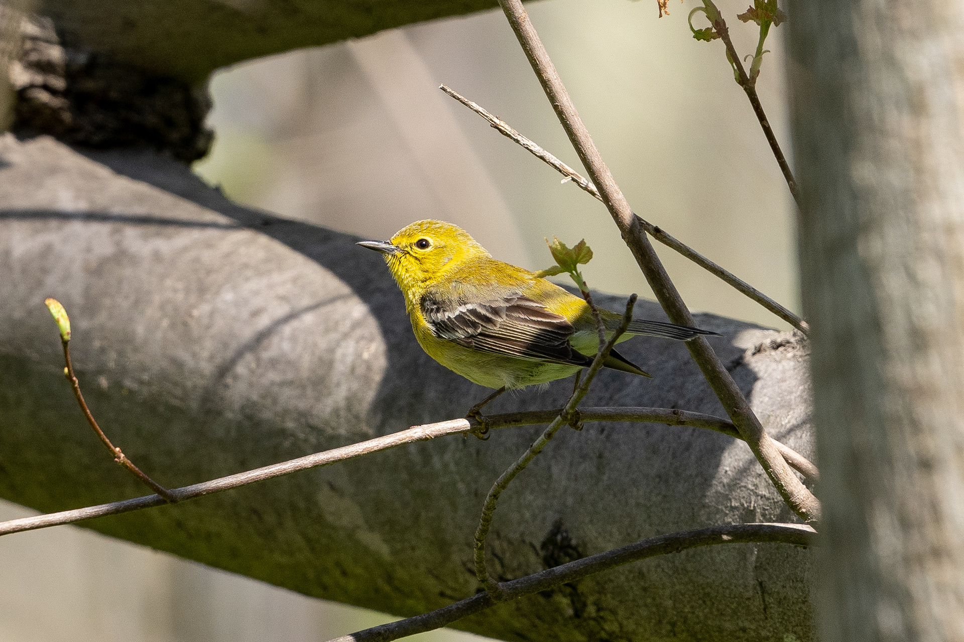 Pine Warbler