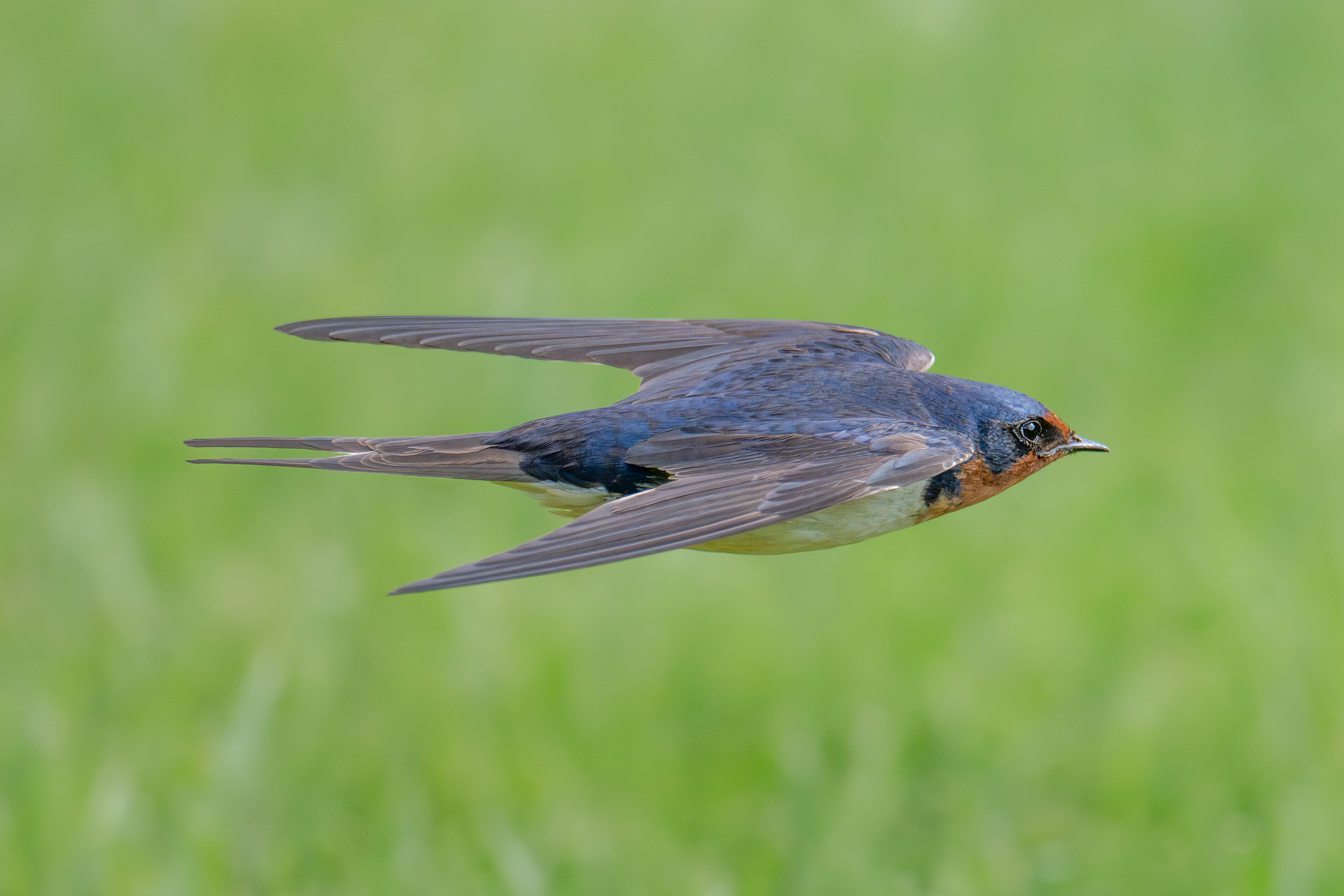 Barn swallow