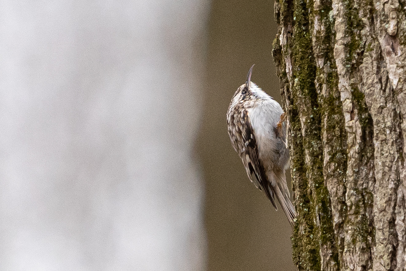 Brown Creeper
