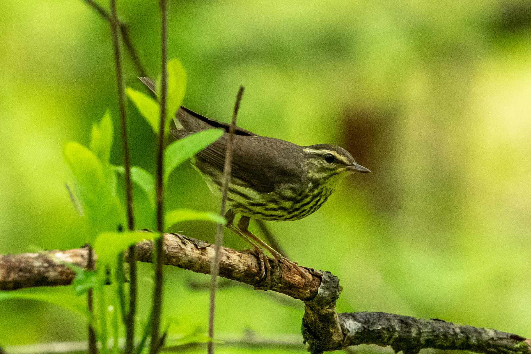 Northern Waterthrush