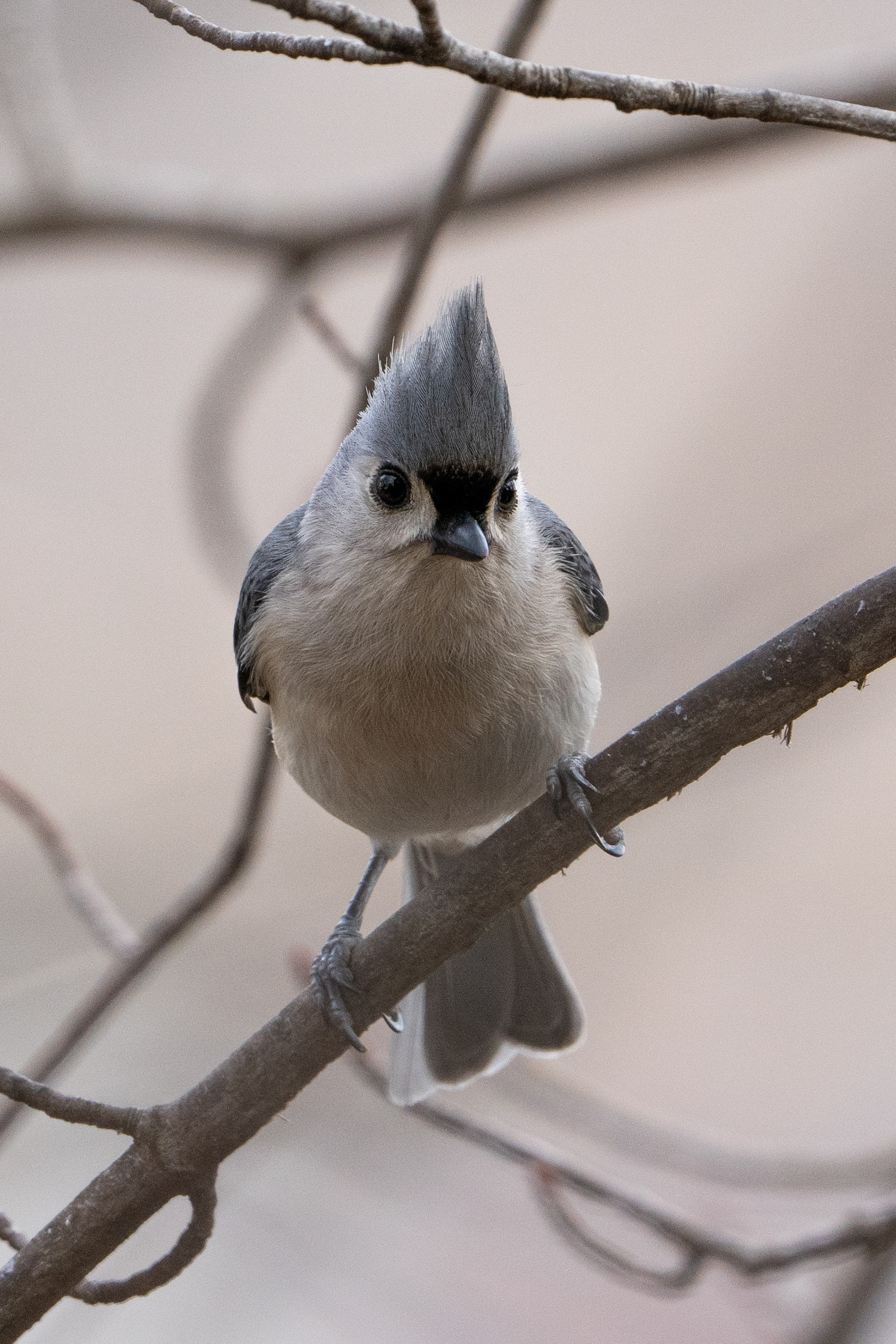 Tufted Titmouse