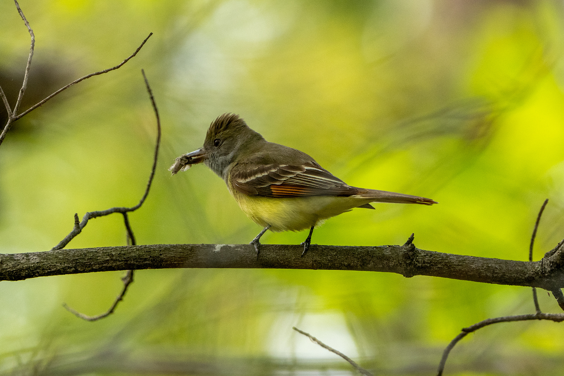 Great Crested Flycatcher