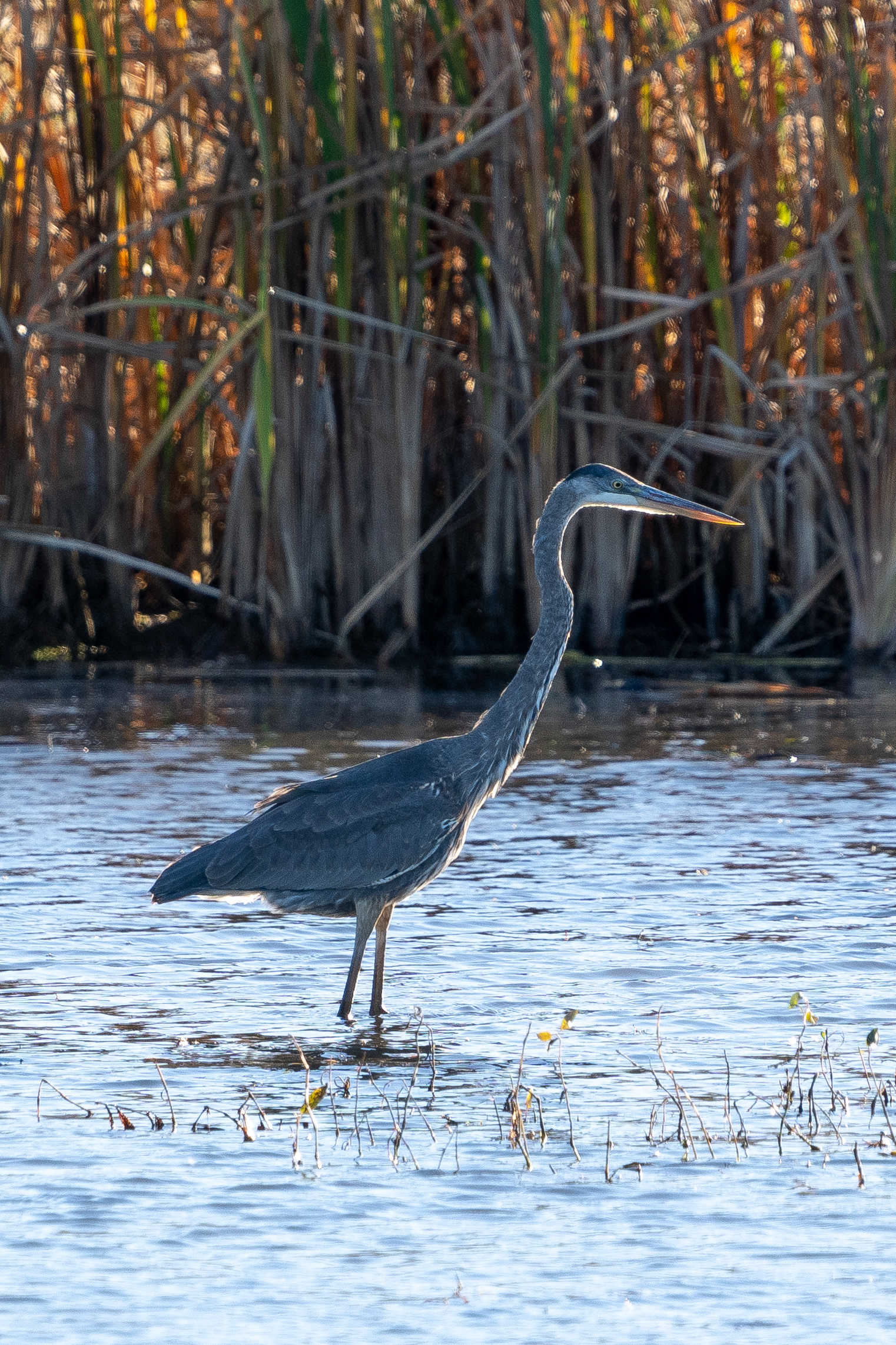 Great Blue Heron