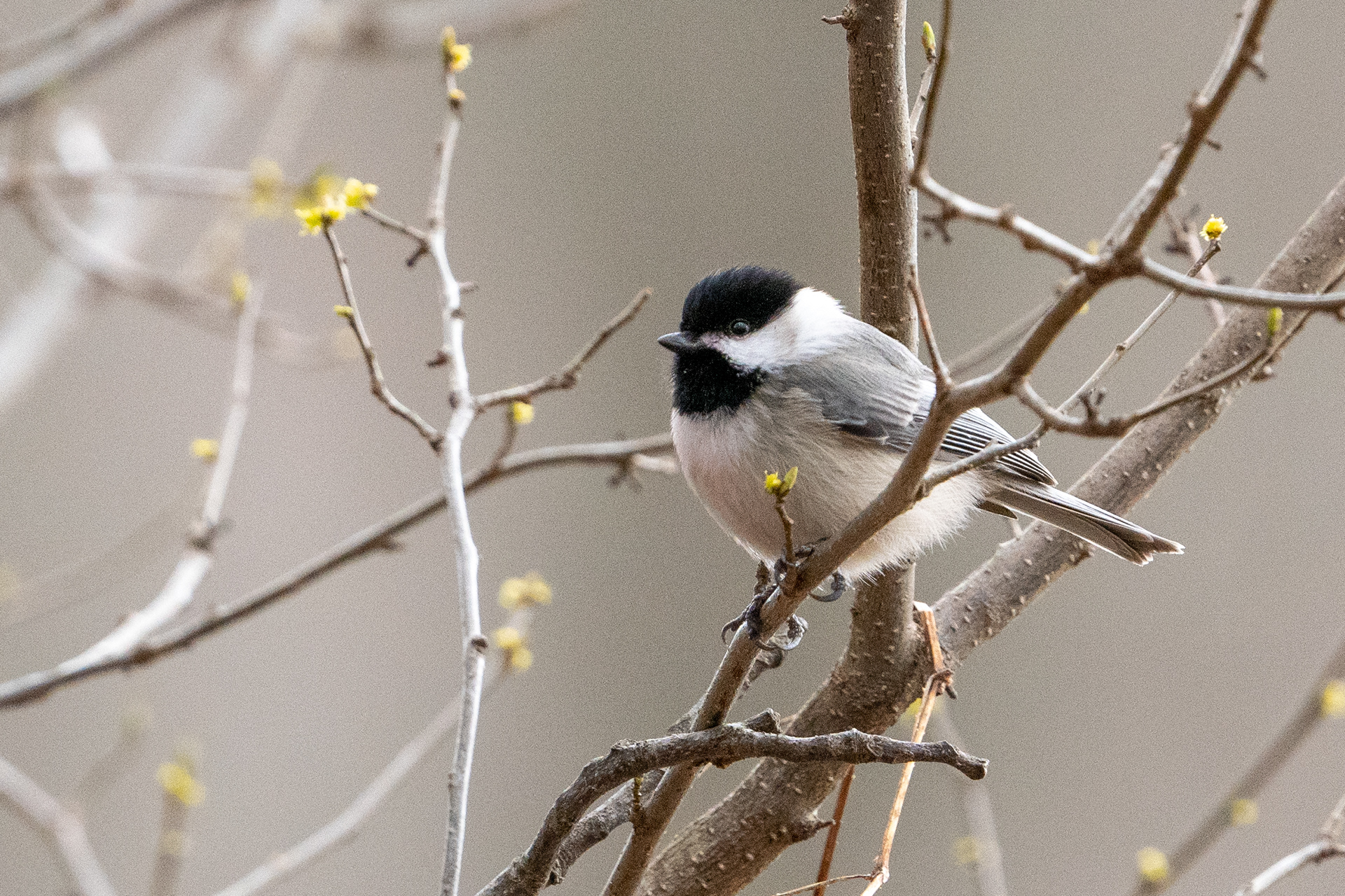 Black-capped Chickadee