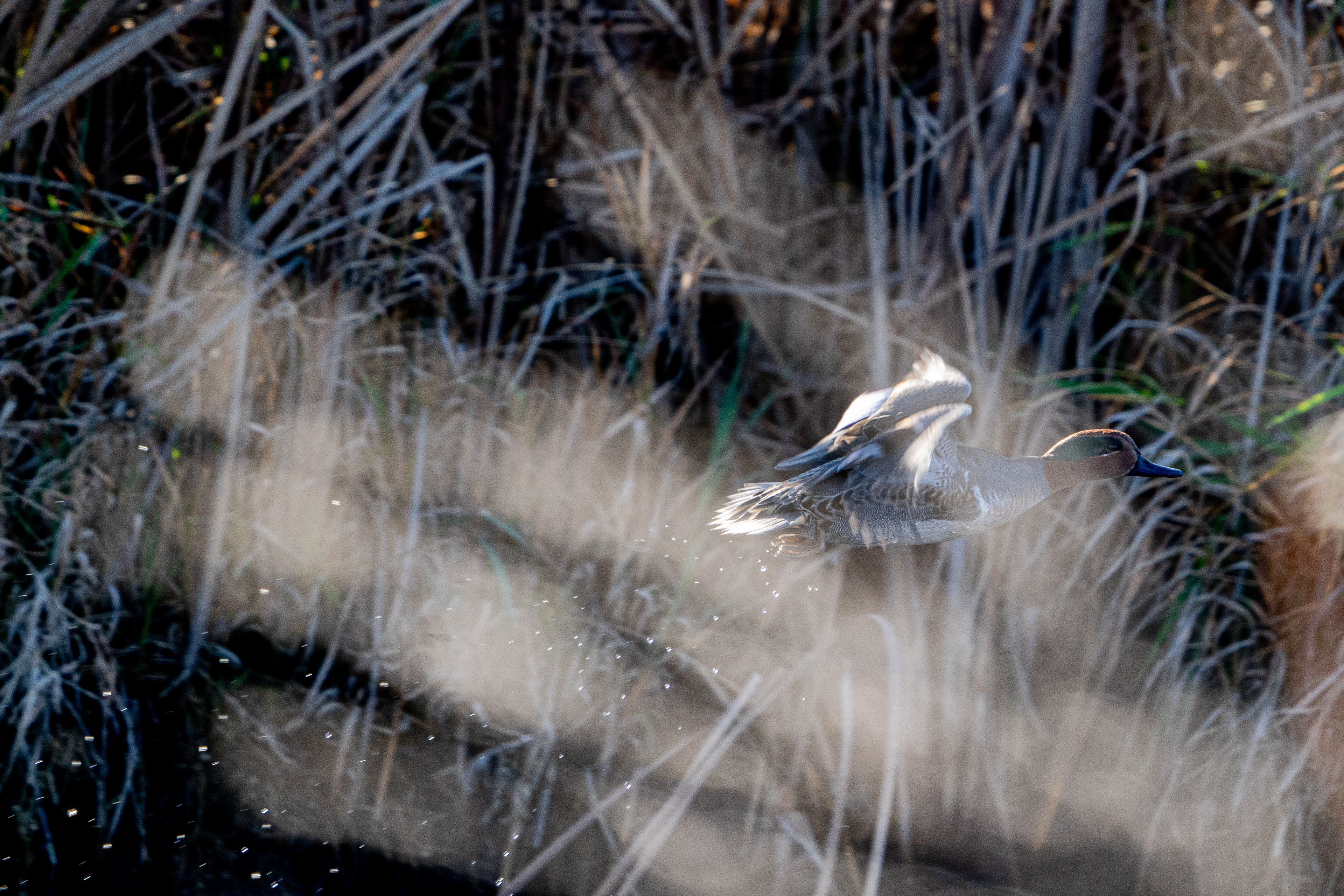 Green-winged Teal
