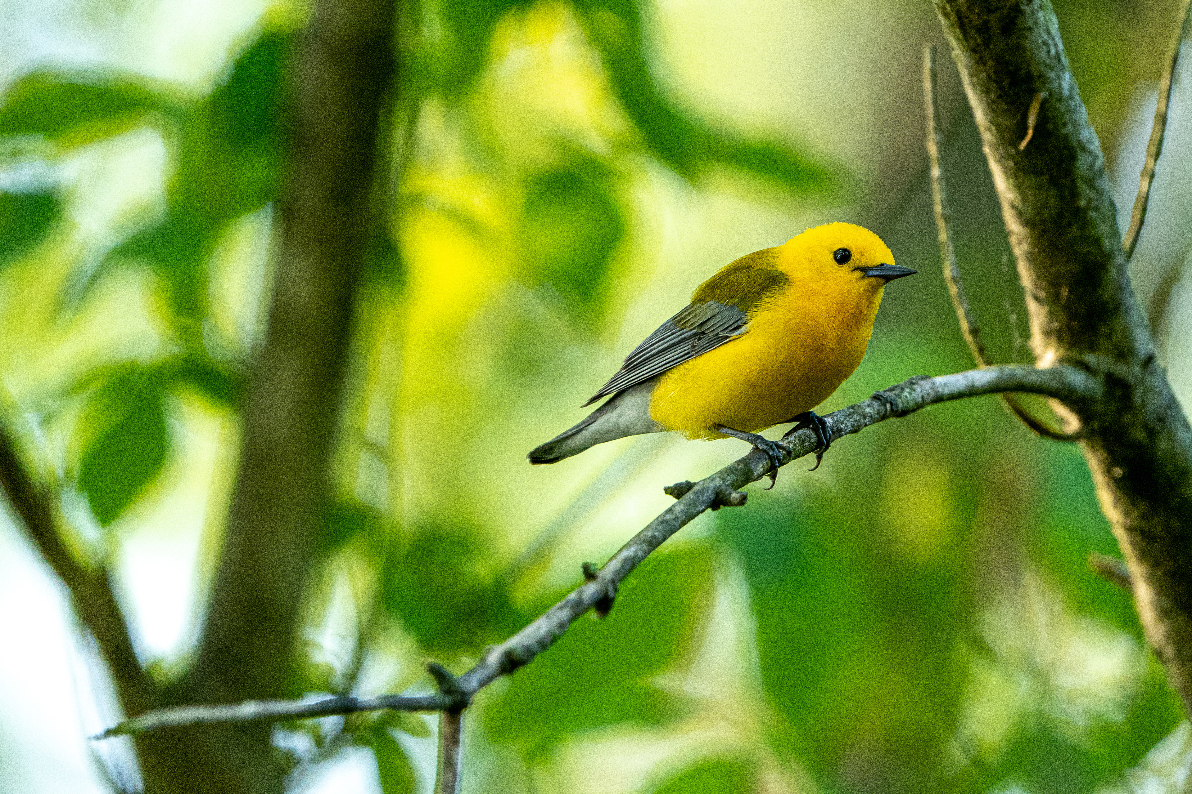 Prothonotary warbler