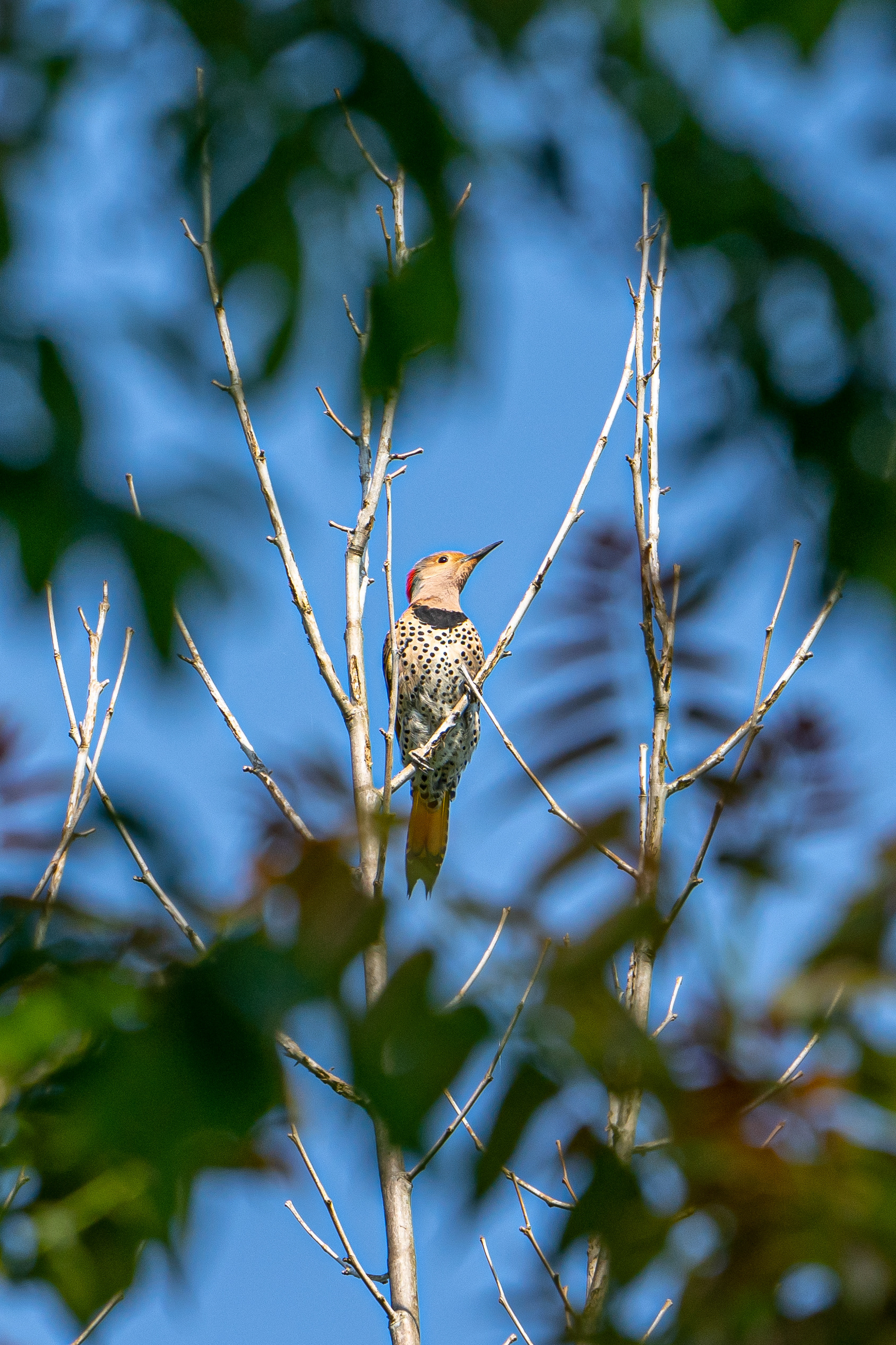 Northern Flicker