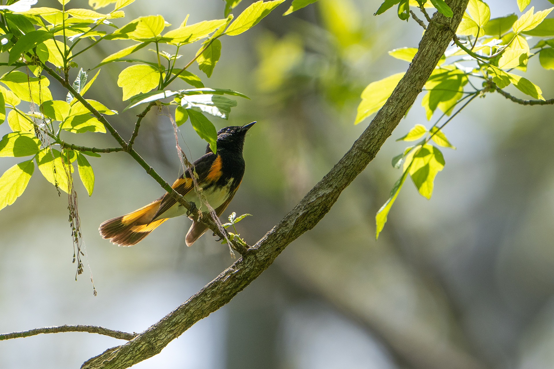 American redstart