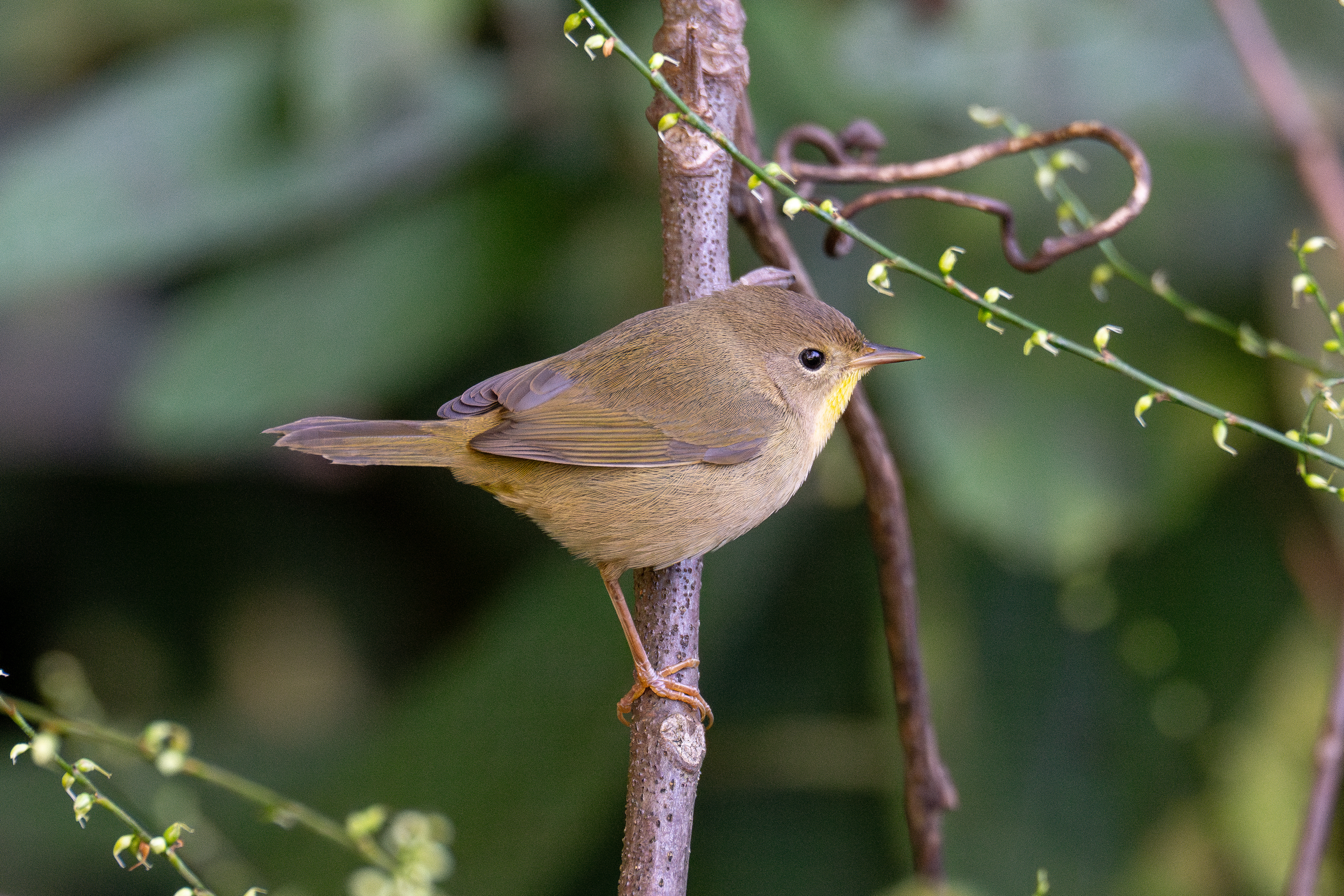 Common yellowthroat
