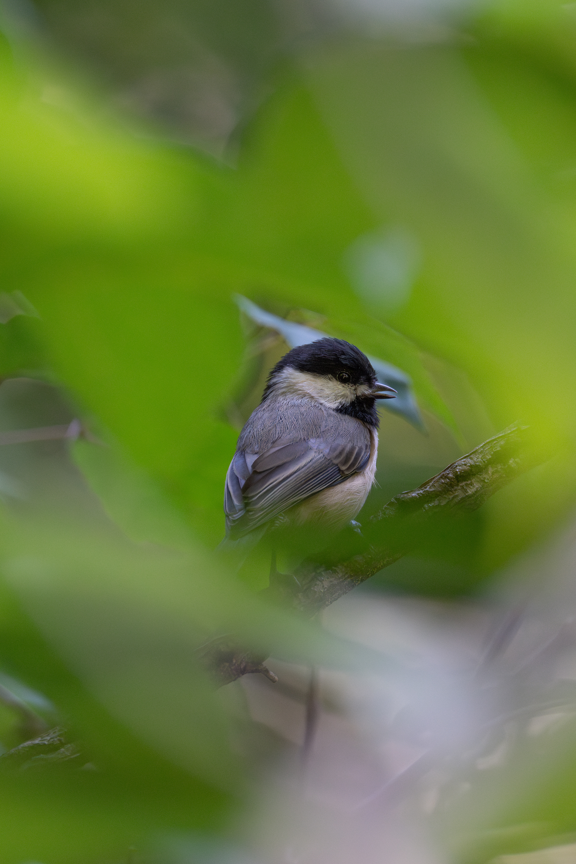 Chickadee