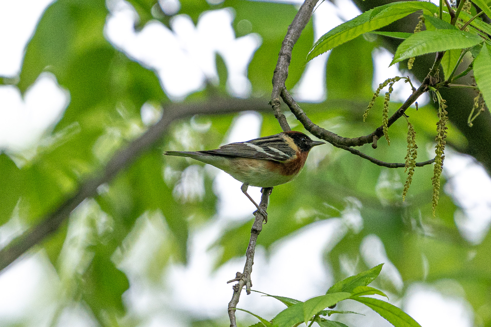 Bay-breasted warbler