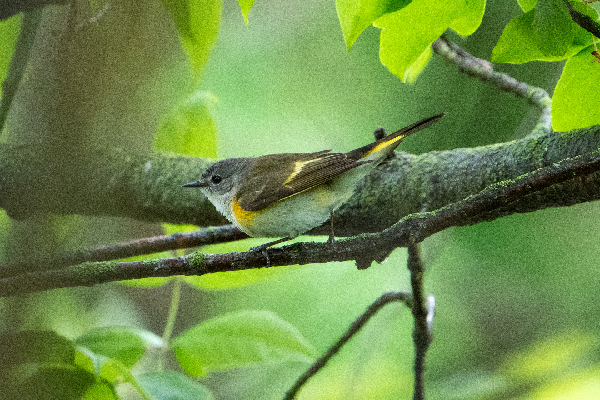 American redstart (female)