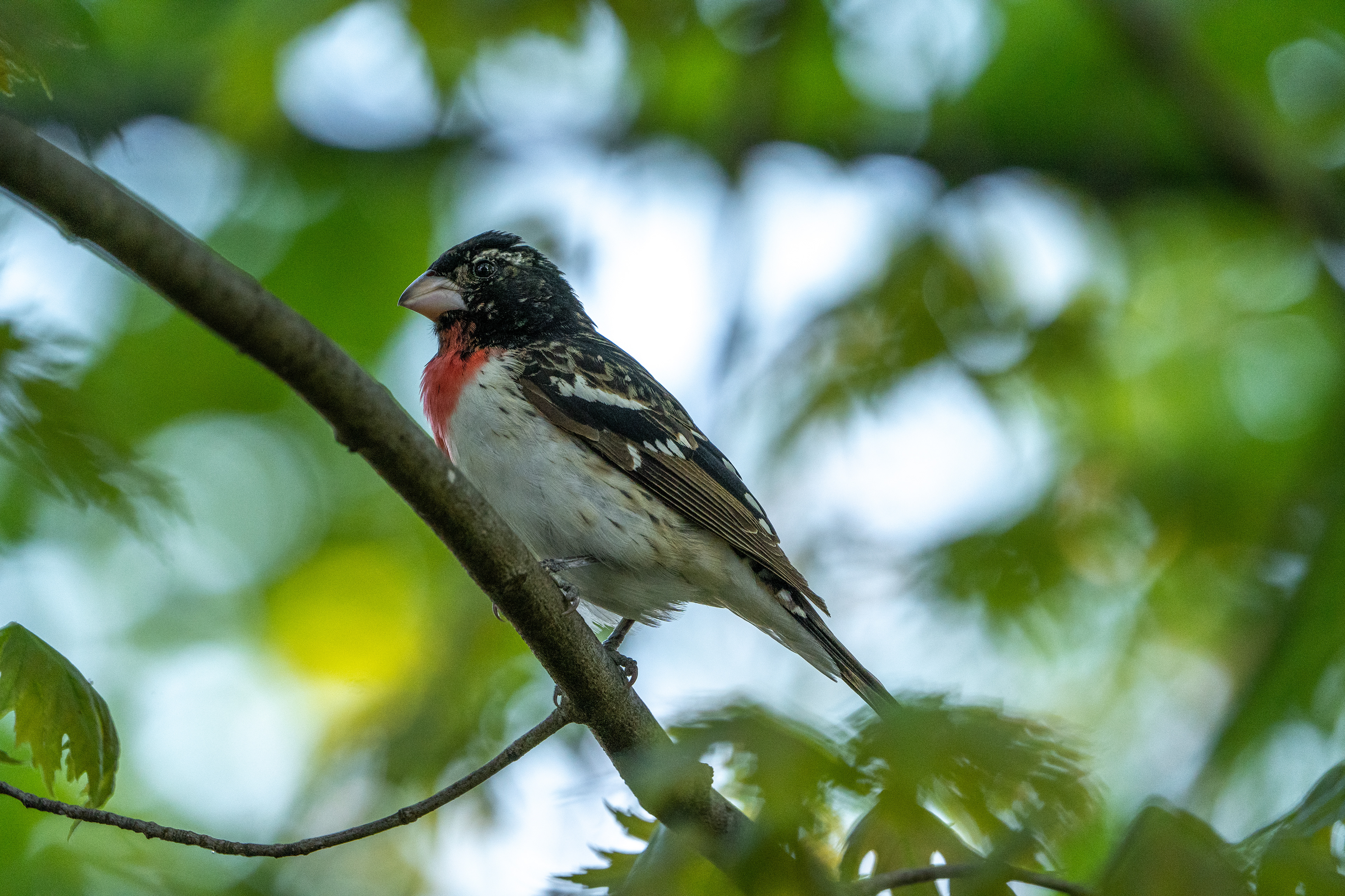 Rose-breasted Grosbeak