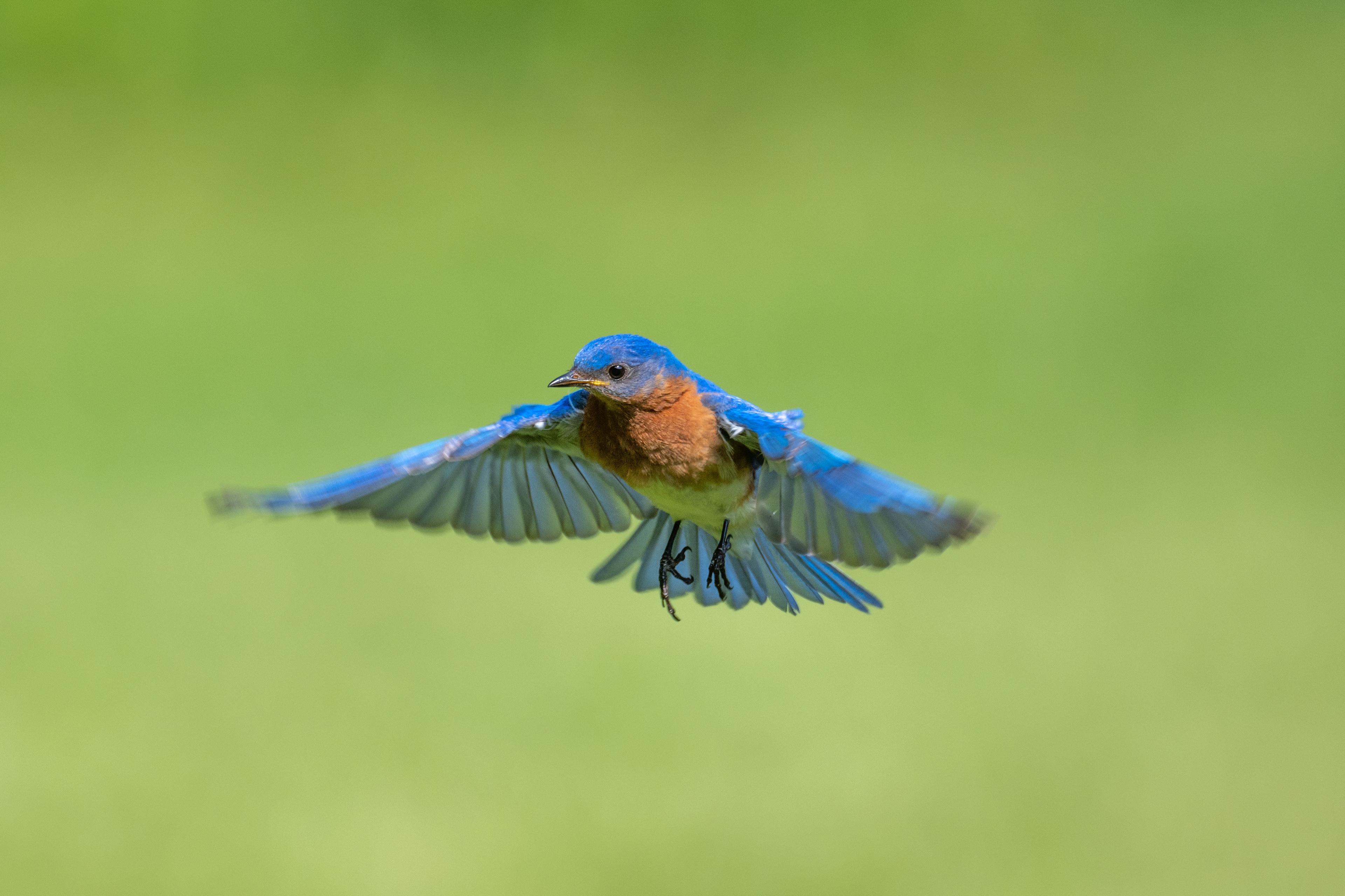 Bluebird