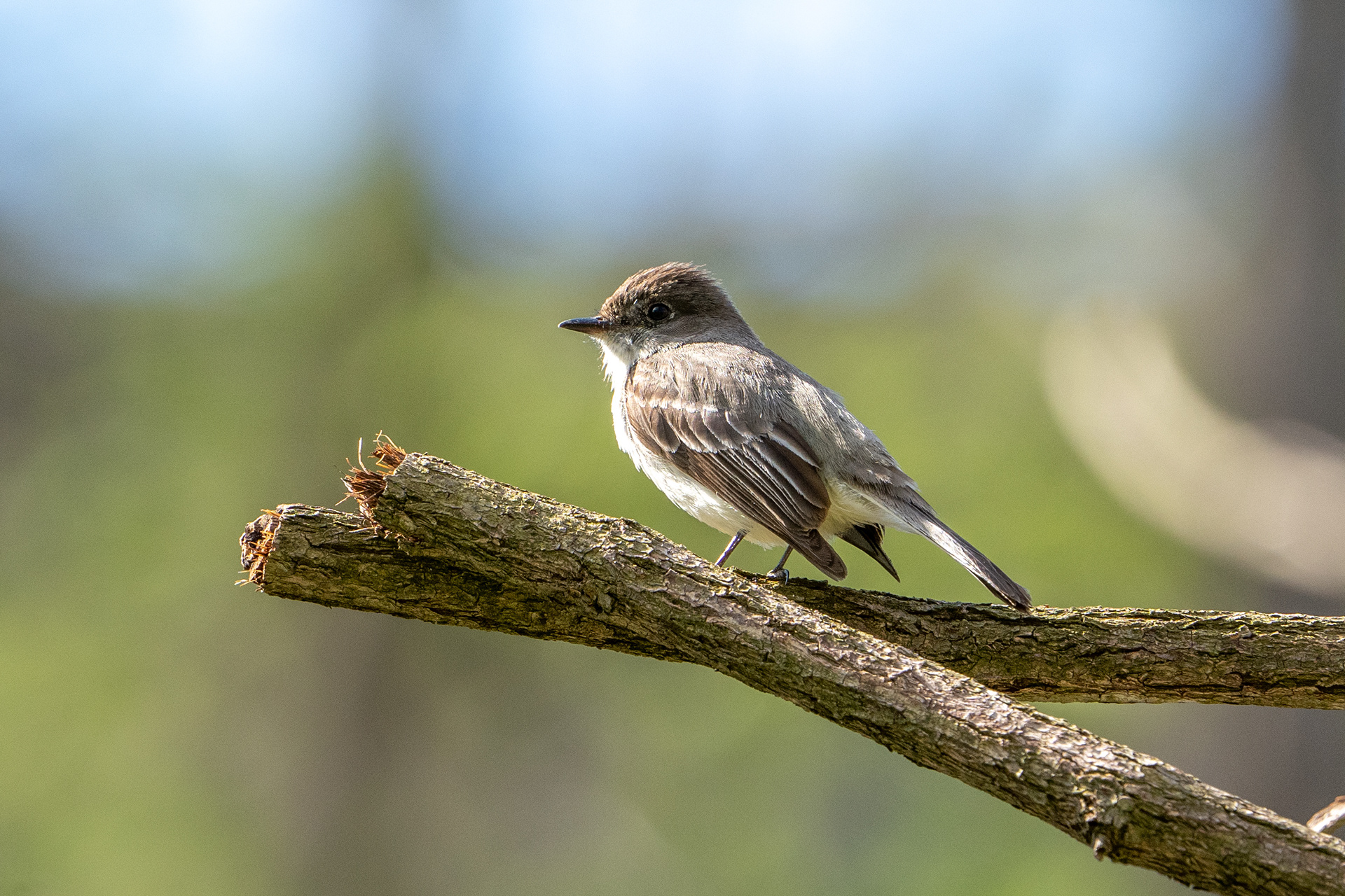 Eastern Phoebe