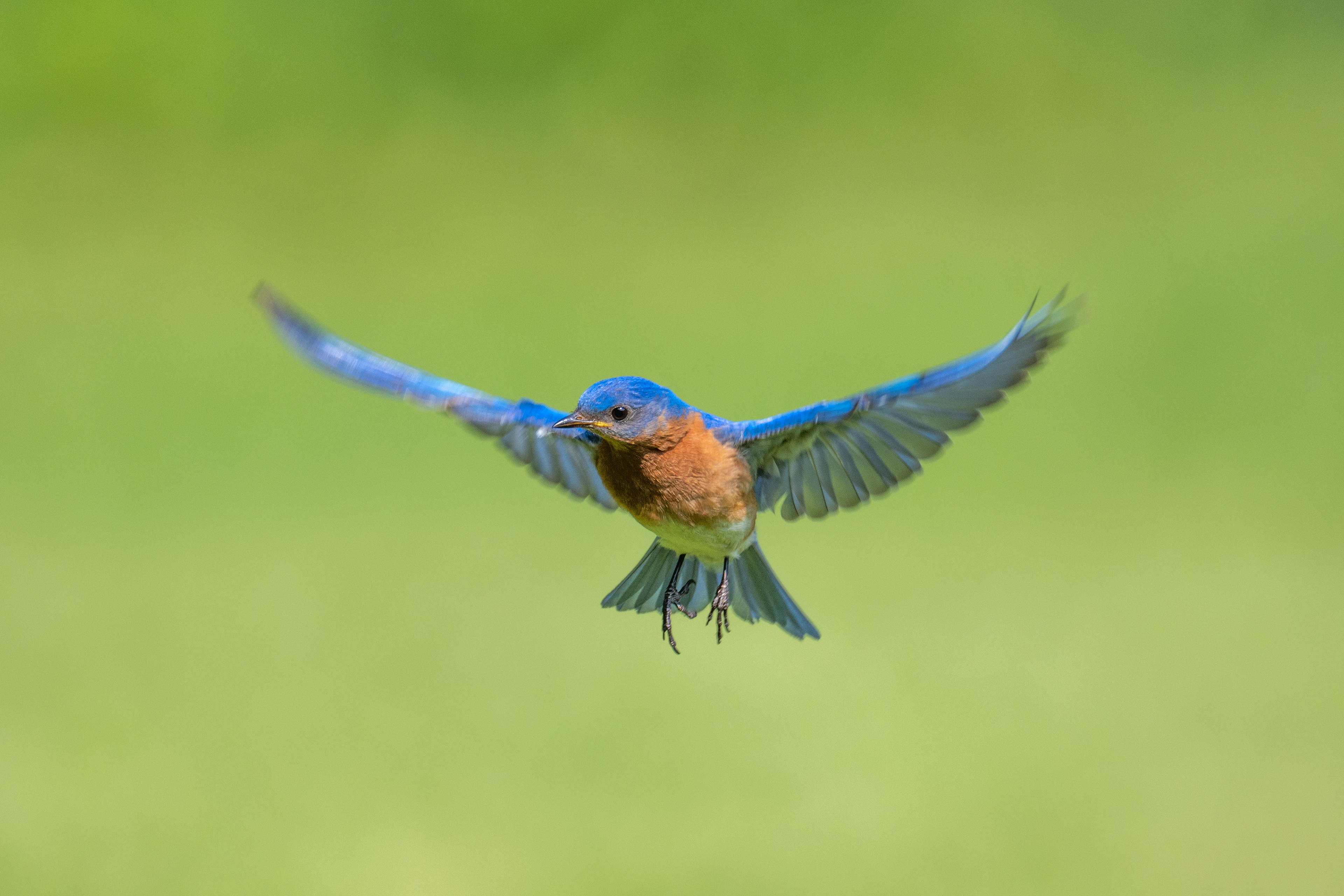 Bluebird