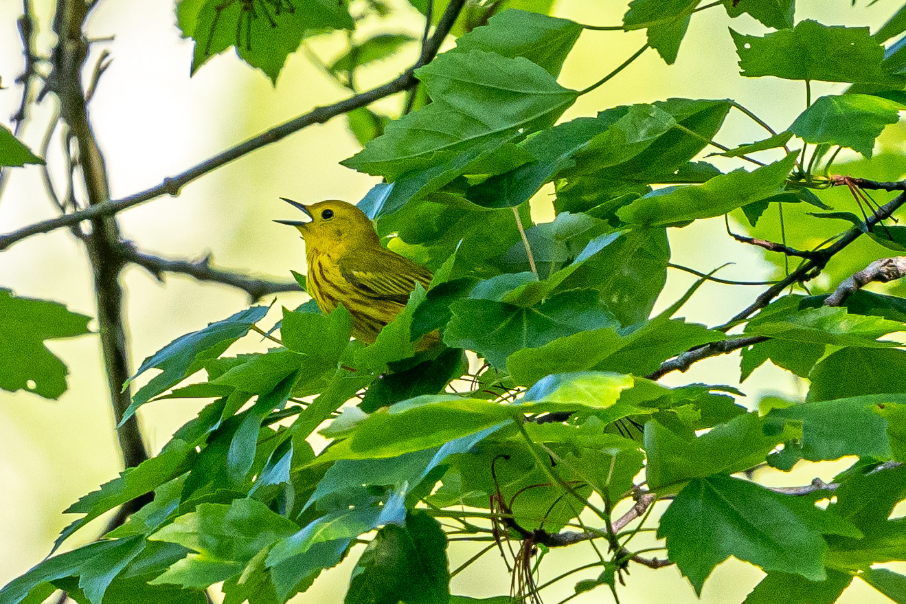 Yellow Warbler